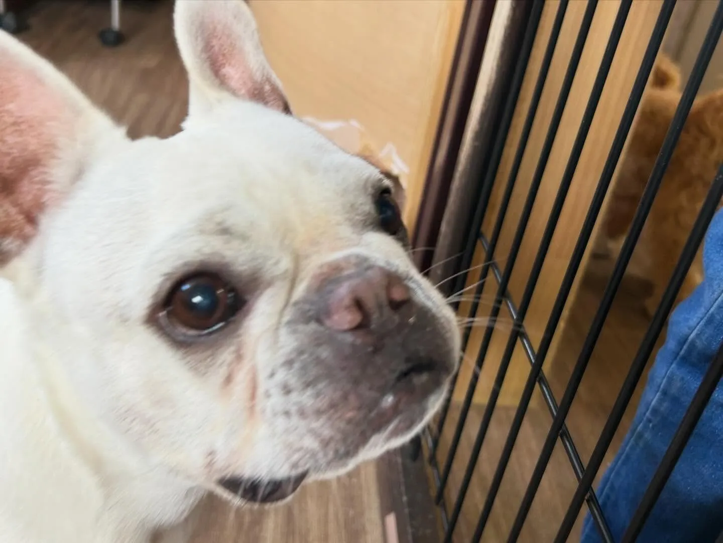 入会してくれたまるくんです💕