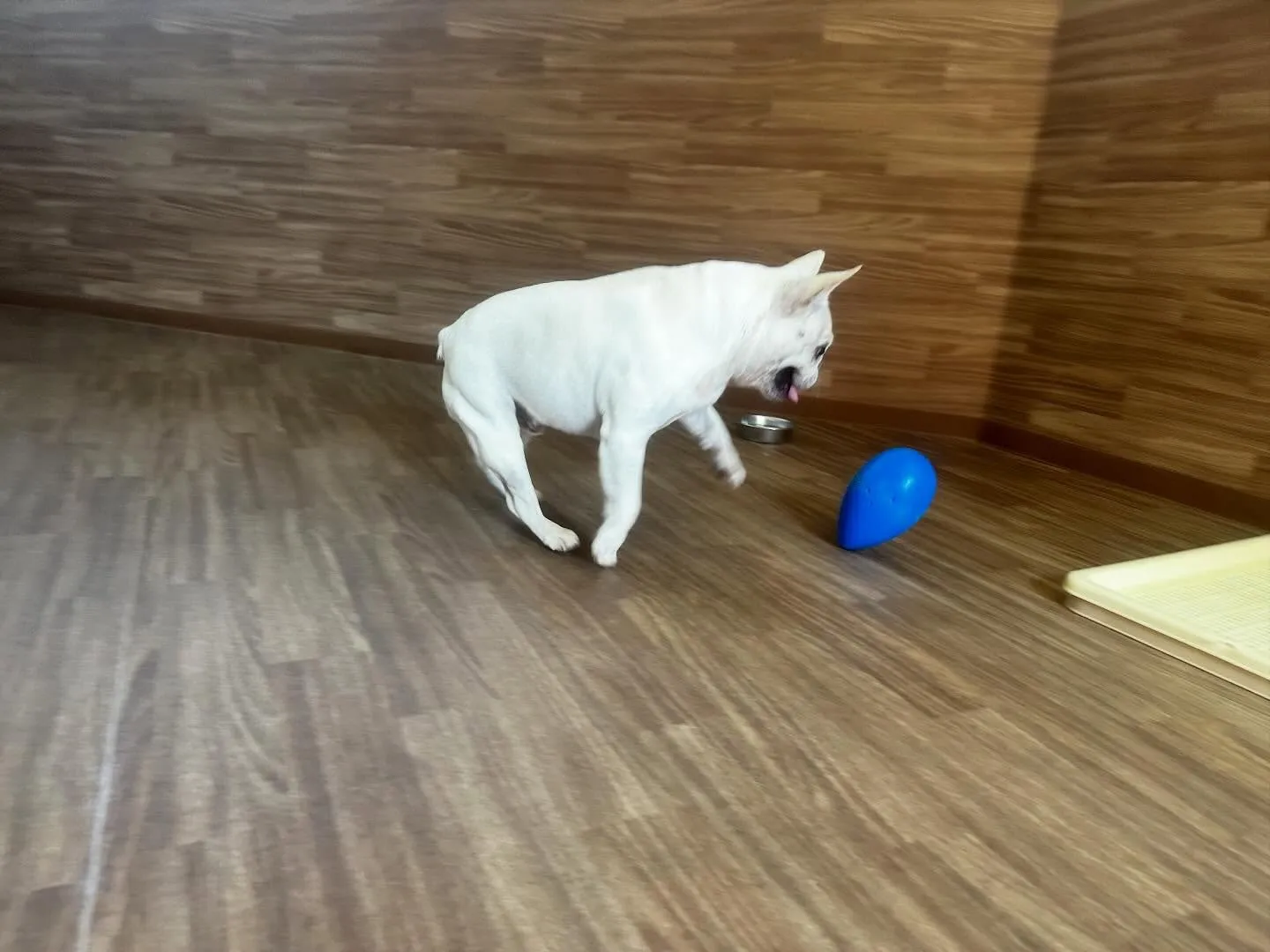 入会してくれたまるくんです💕