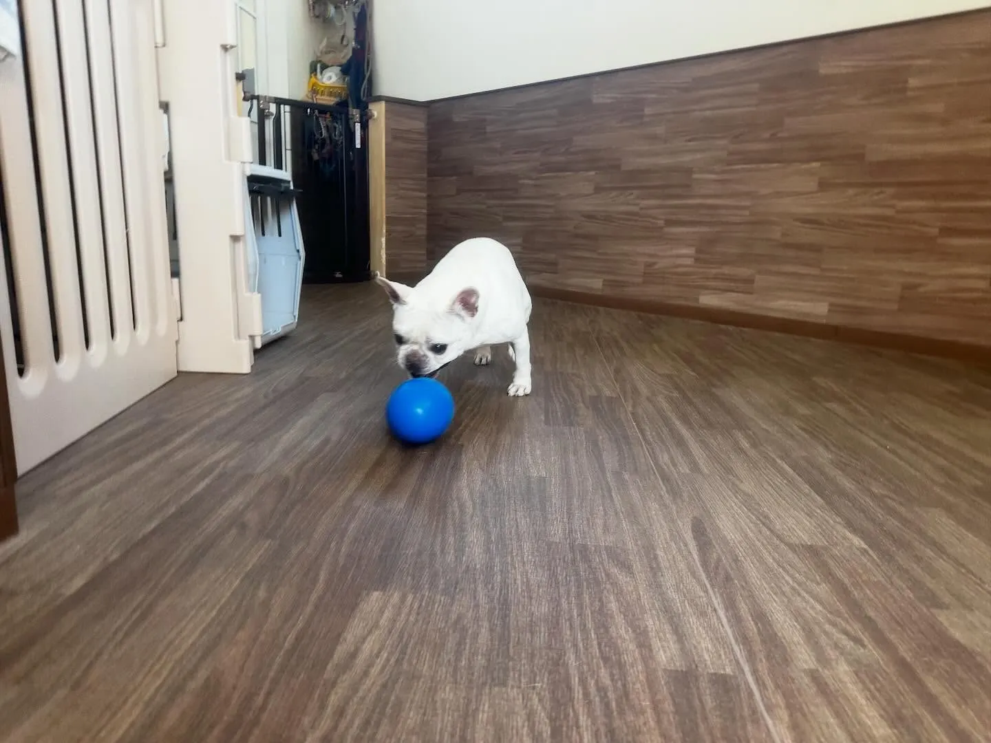 入会してくれたまるくんです💕