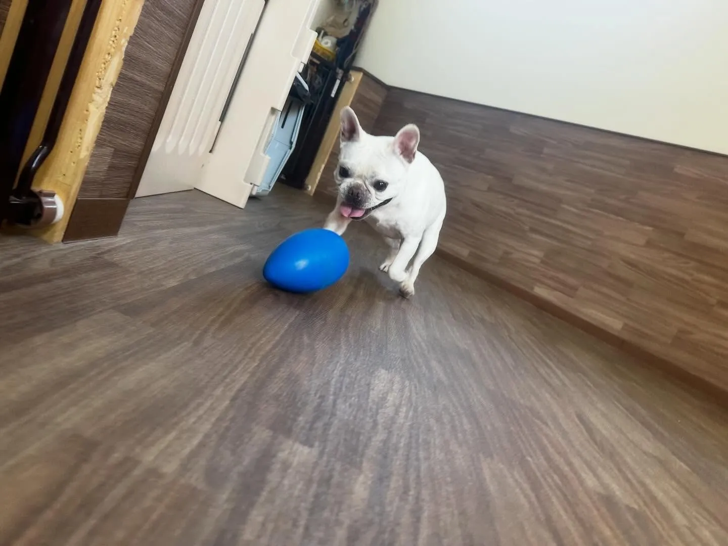 入会してくれたまるくんです💕