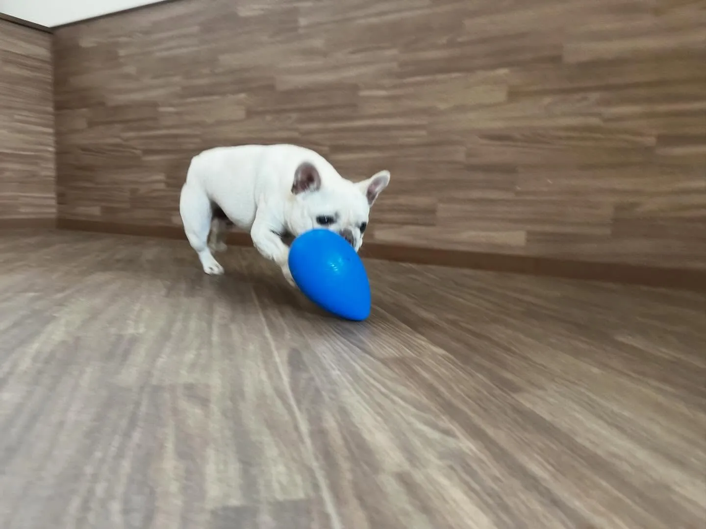 入会してくれたまるくんです💕