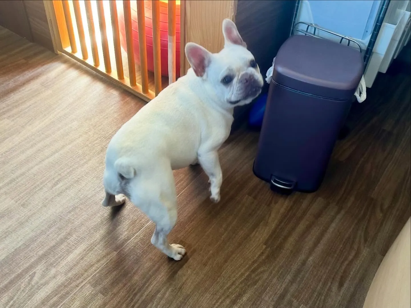 入会してくれたまるくんです💕