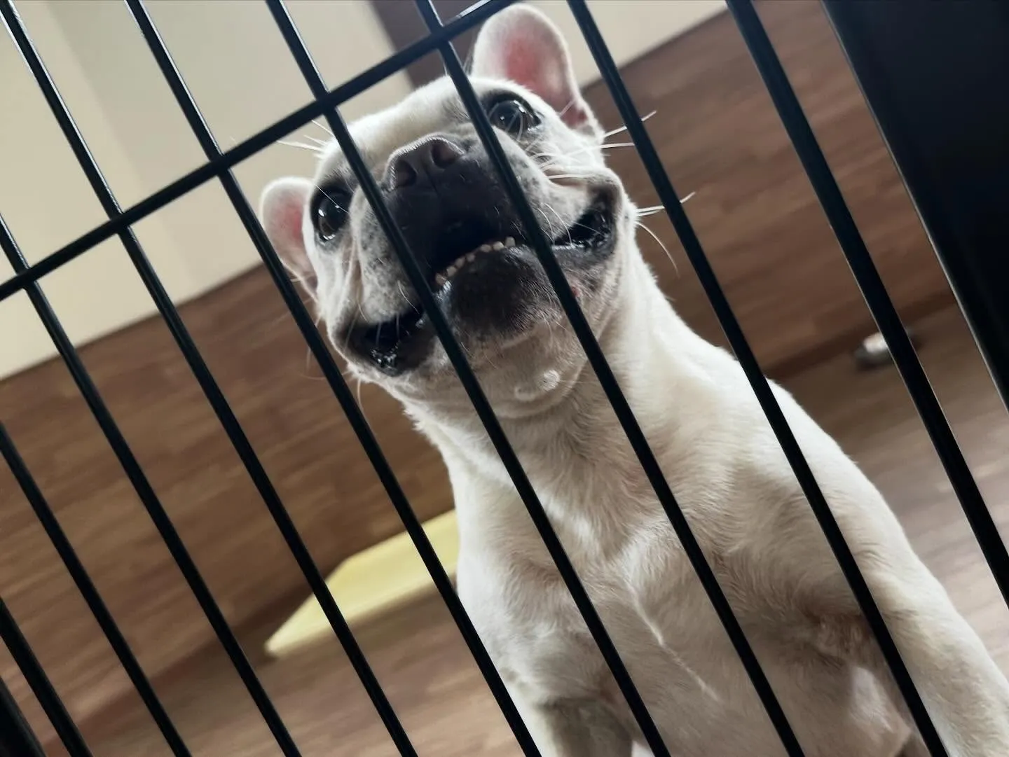 入会してくれたまるくんです💕