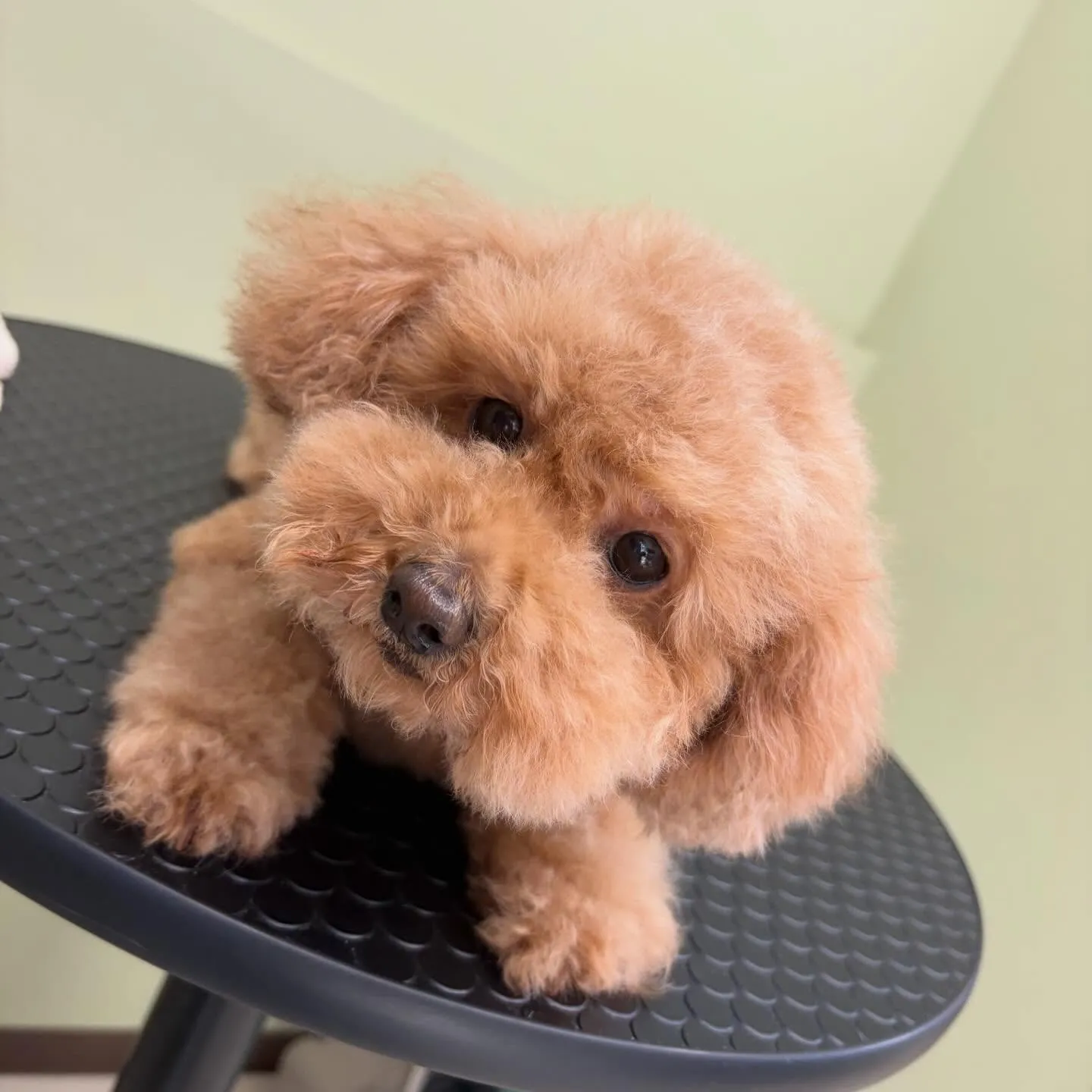 トリミングのセットメニューをご利用頂いたわんこたちです🐾