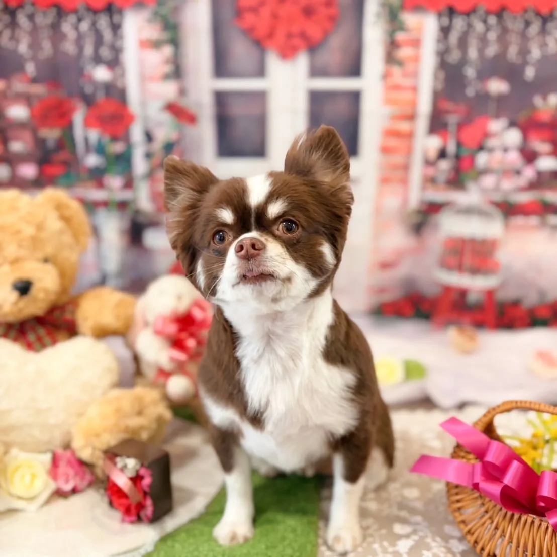 トリミングのセットメニューをご利用頂いたわんこたちです🐾