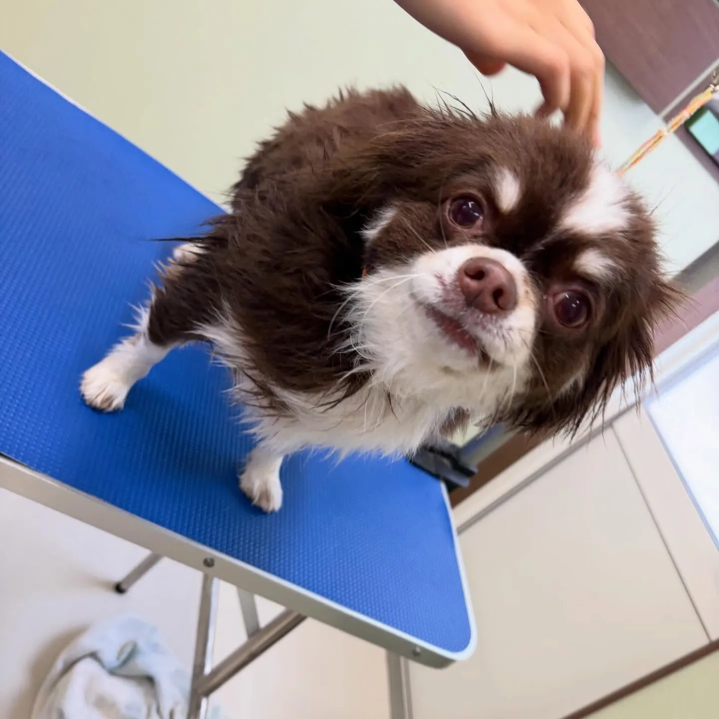 トリミングのセットメニューをご利用頂いたわんこたちです🐾