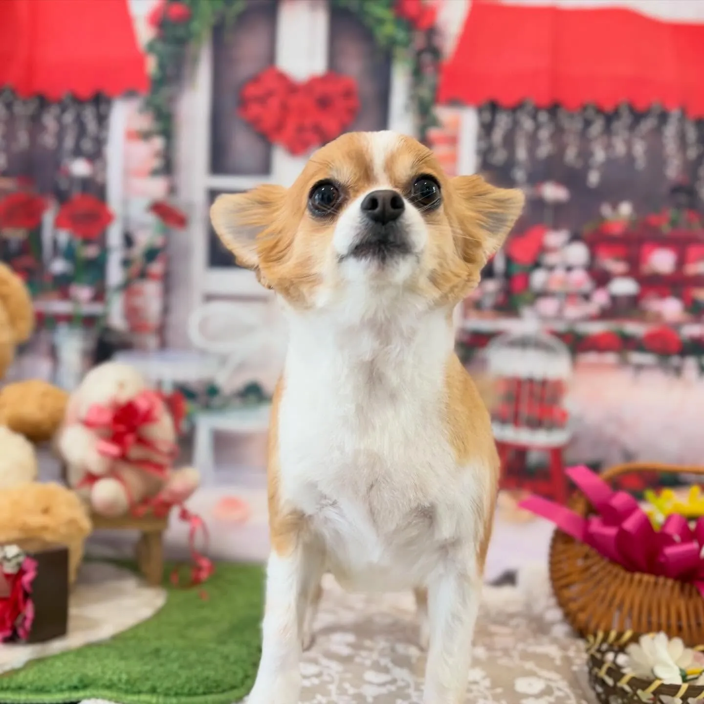 トリミングのセットメニューをご利用頂いたわんこたちです🐾