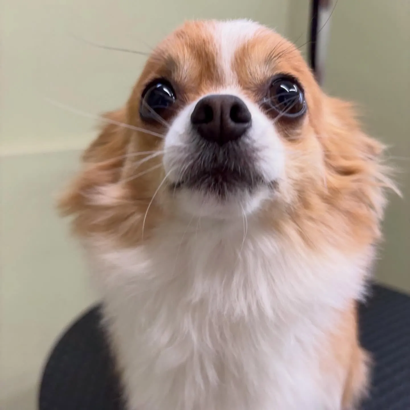 トリミングのセットメニューをご利用頂いたわんこたちです🐾