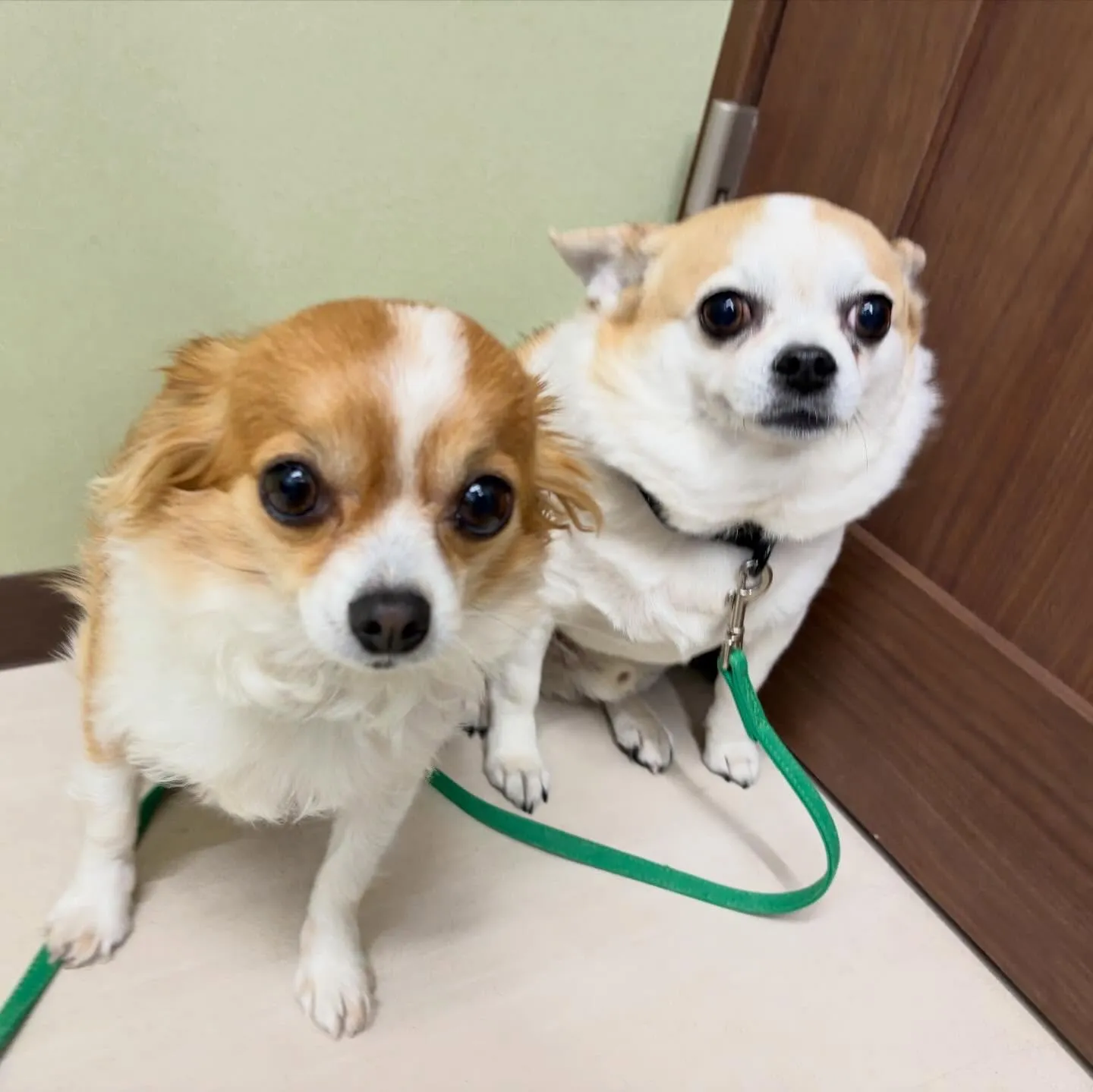 トリミングのセットメニューをご利用頂いたわんこたちです🐾