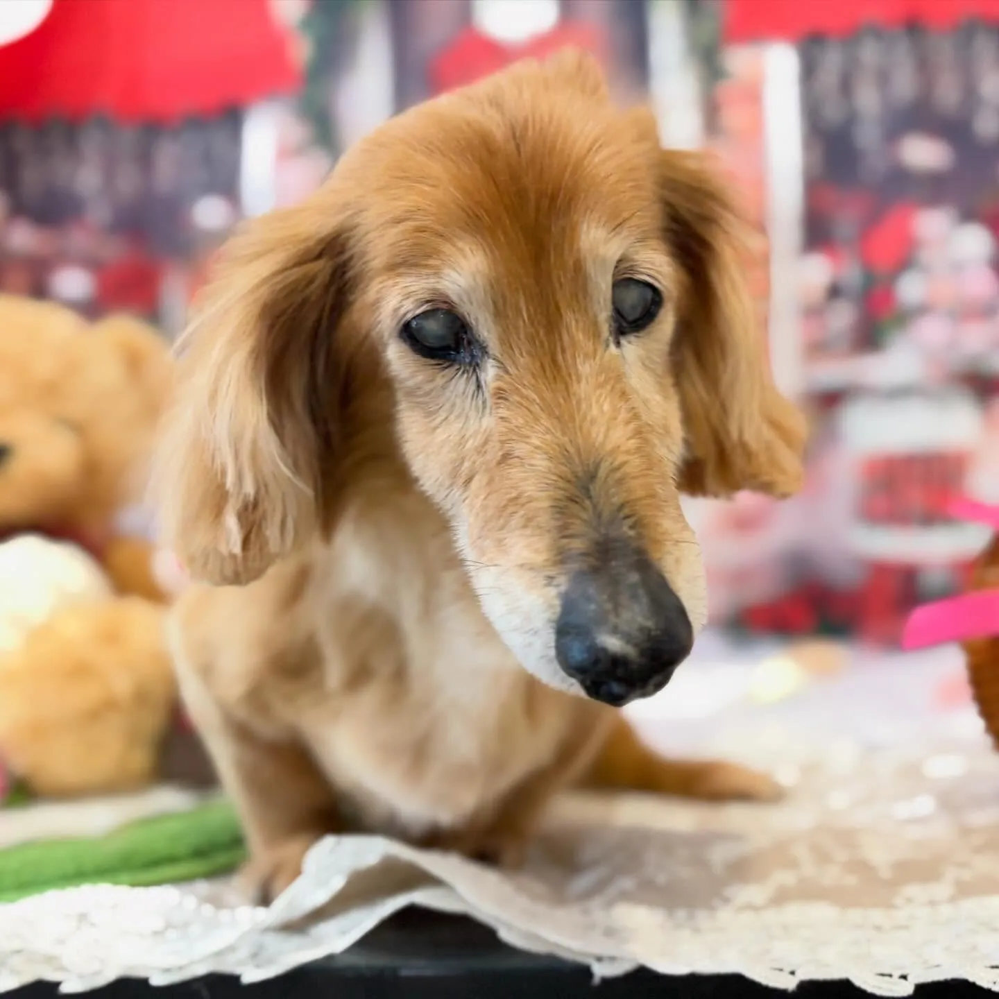 トリミングのセットメニューをご利用頂いたわんこたちです🐾