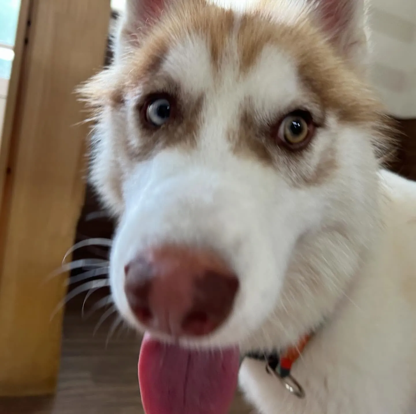 入会してくれた善くんです💖