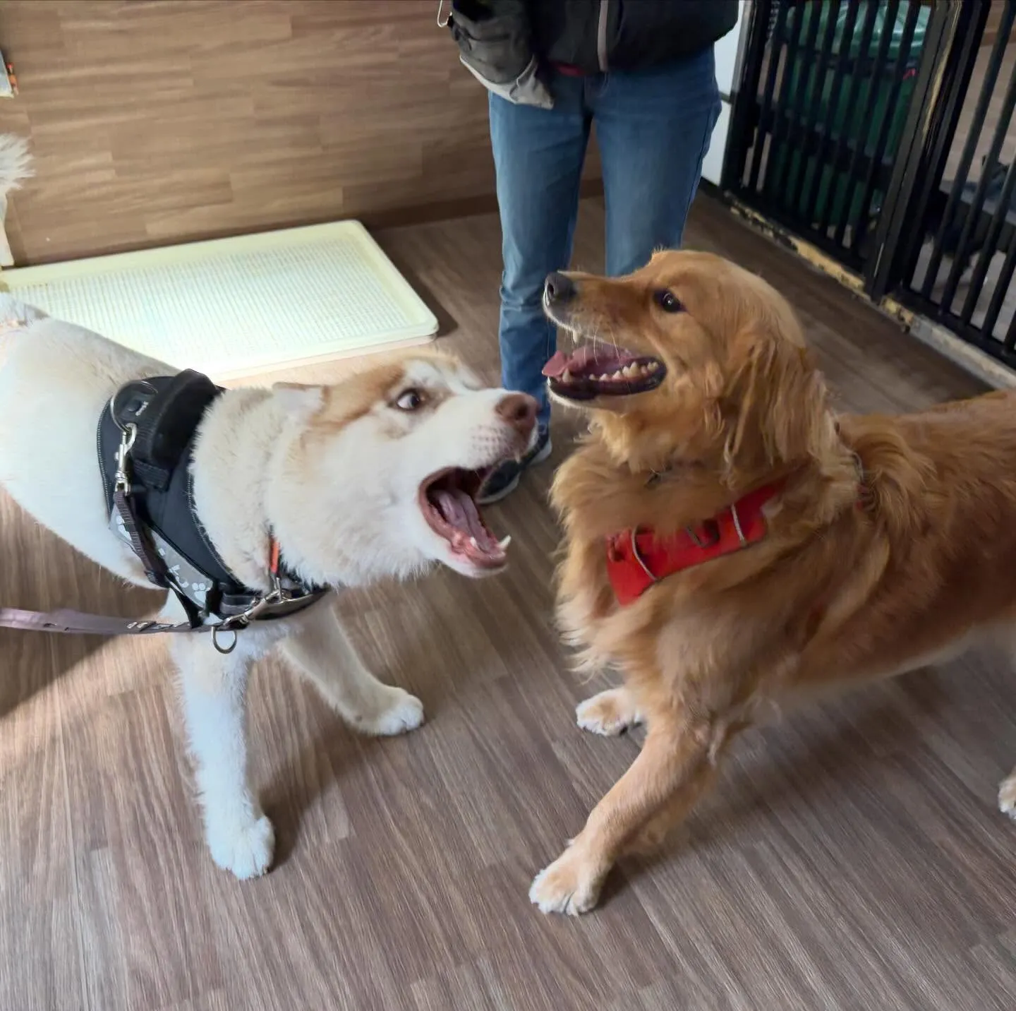 入会してくれた善くんです💖