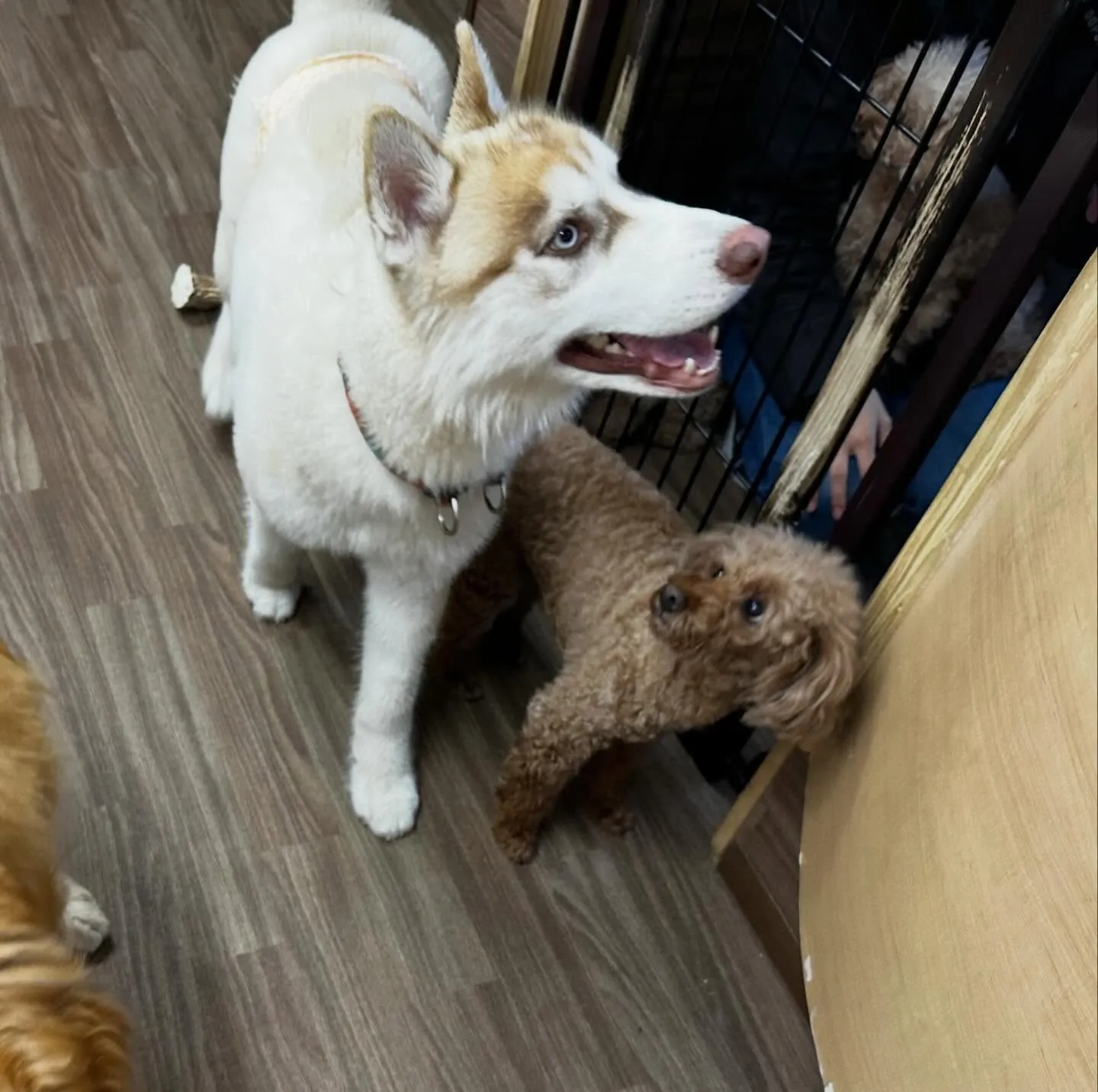 入会してくれた善くんです💖