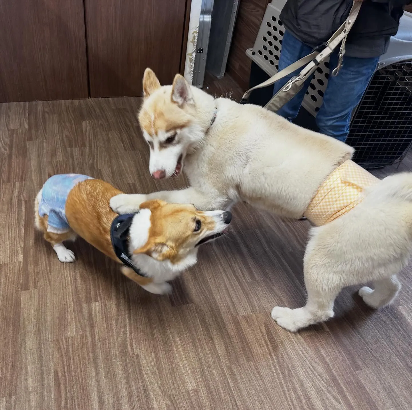 入会してくれた善くんです💖