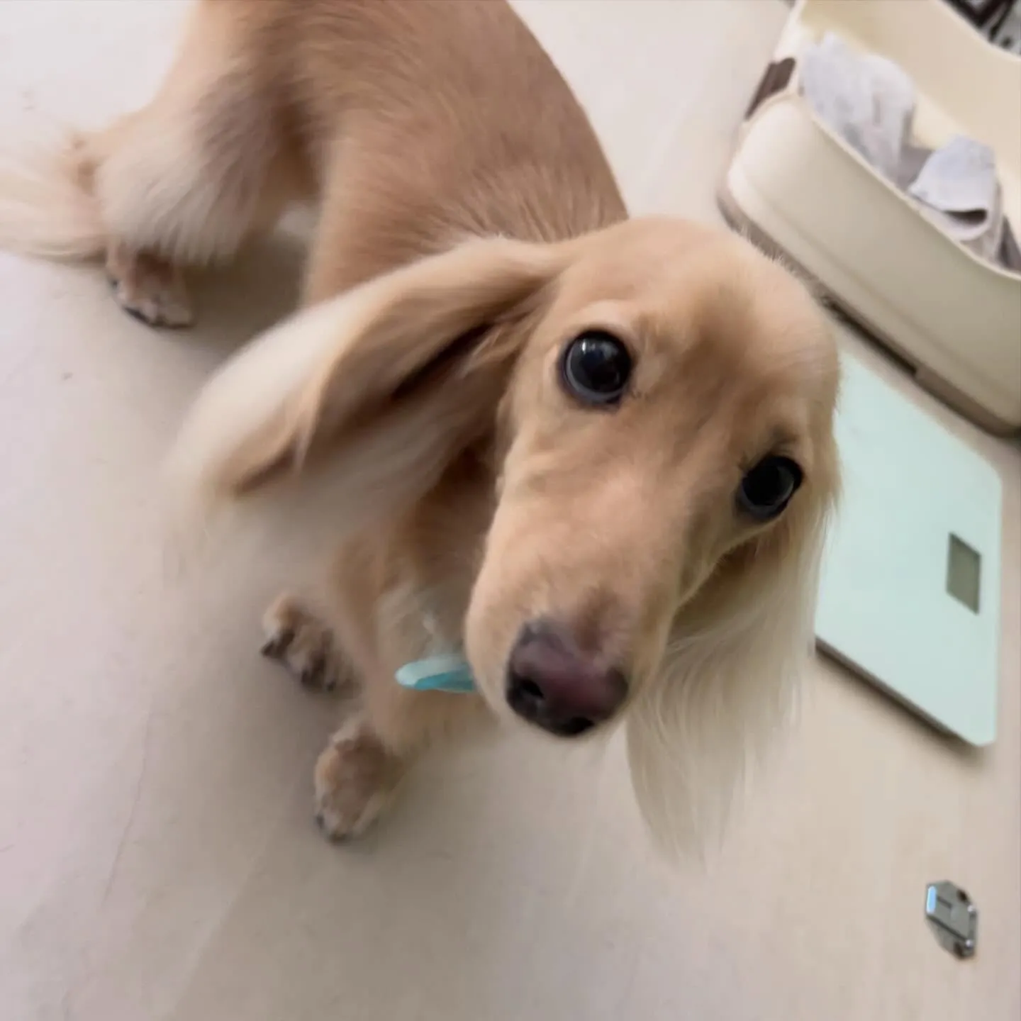 トリミングのセットメニューをご利用頂いたわんこたちです🎶