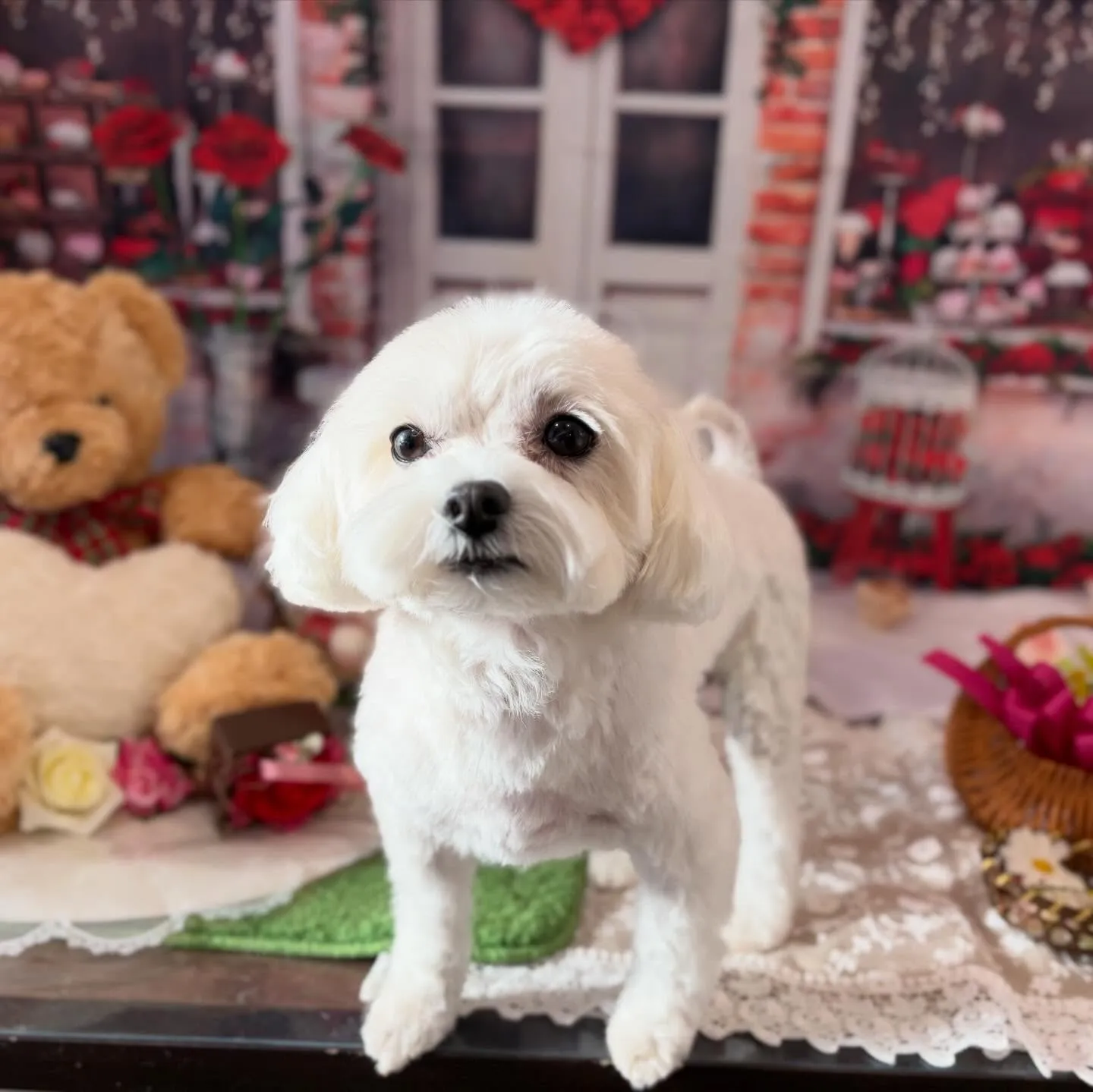 トリミングのセットメニューをご利用頂いたわんこたちです🎶