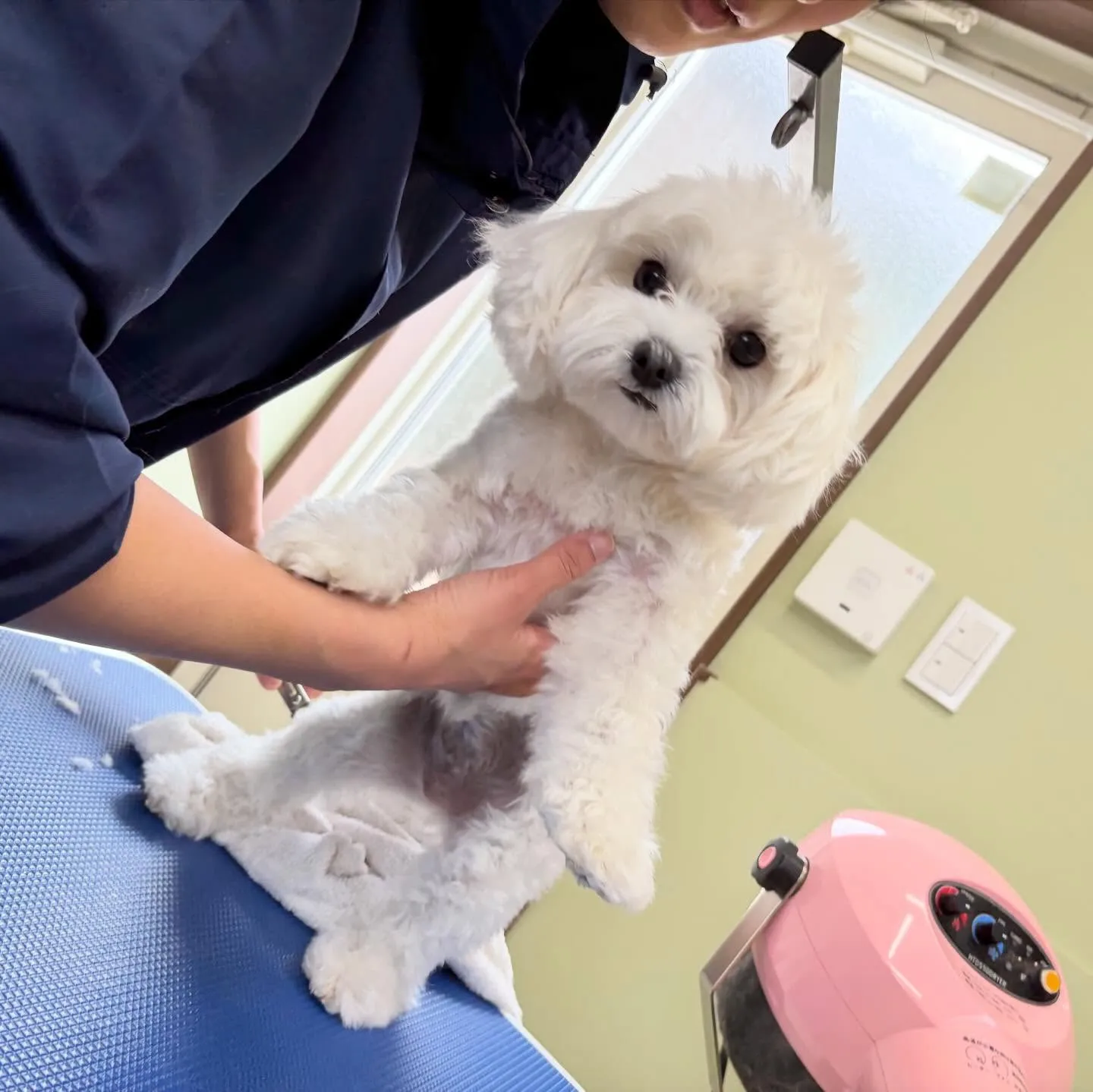 トリミングのセットメニューをご利用頂いたわんこたちです🎶