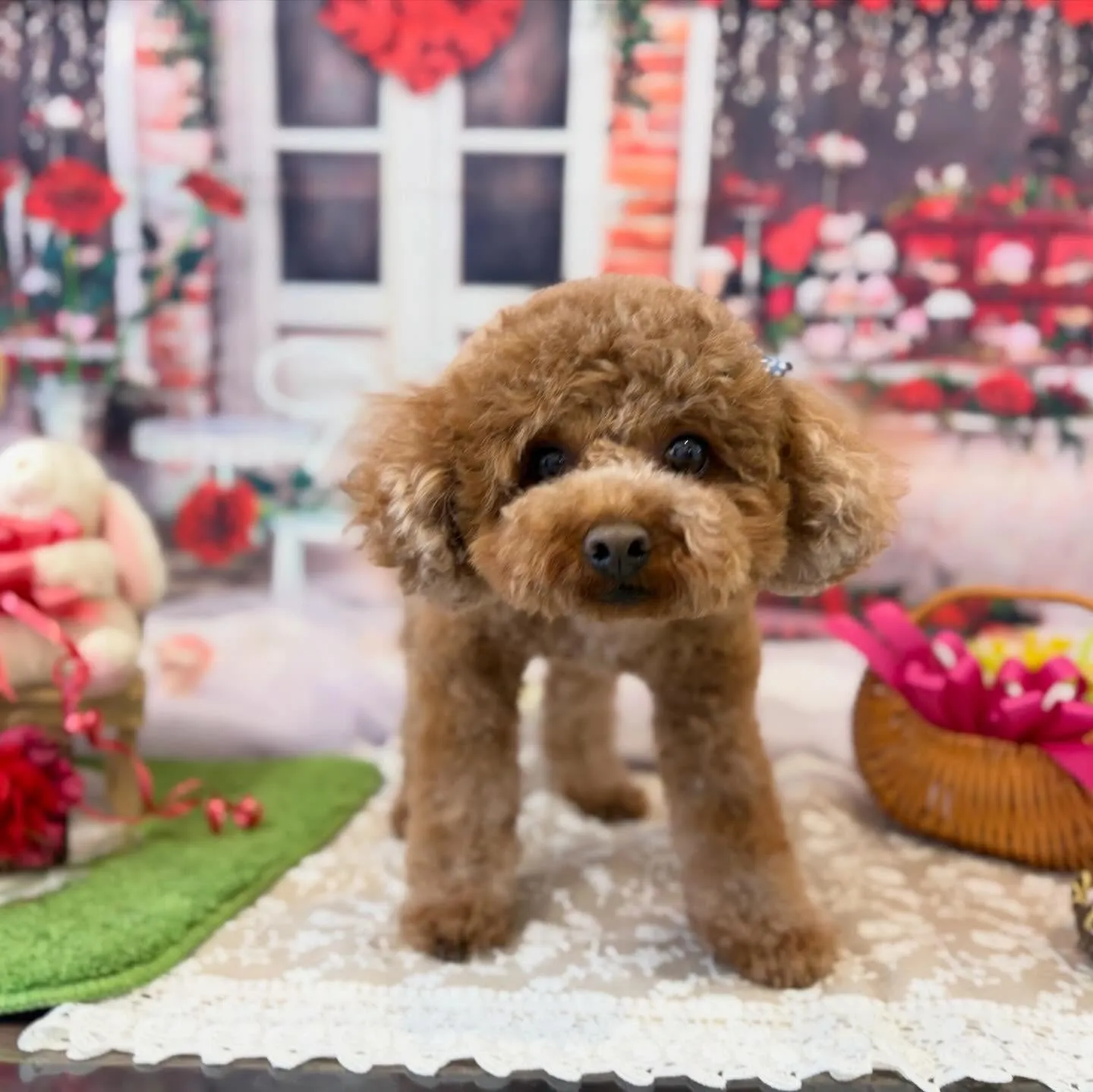 トリミングのセットメニューをご利用頂いたわんこたちです🎶