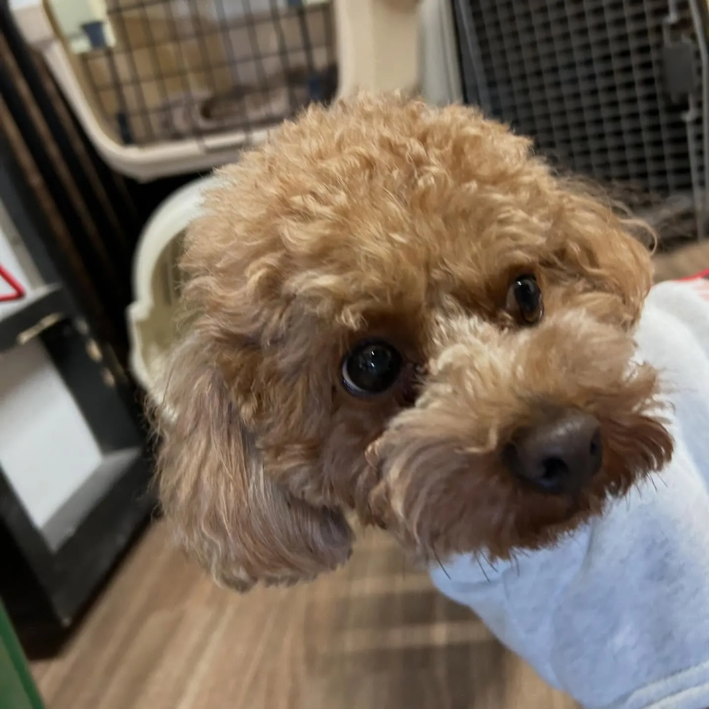 トリミングのセットメニューをご利用頂いたわんこたちです🎶