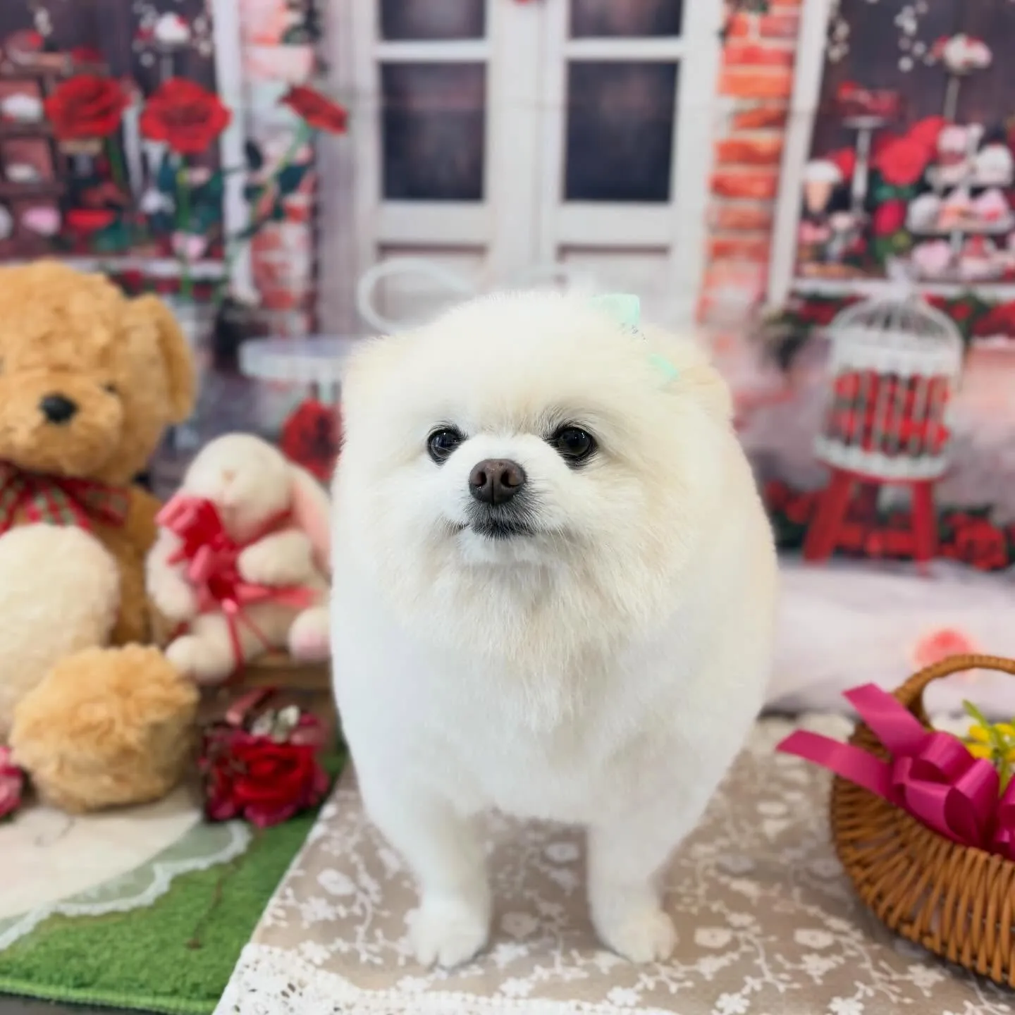 トリミングのセットメニューをご利用頂いたわんこたちです🎶