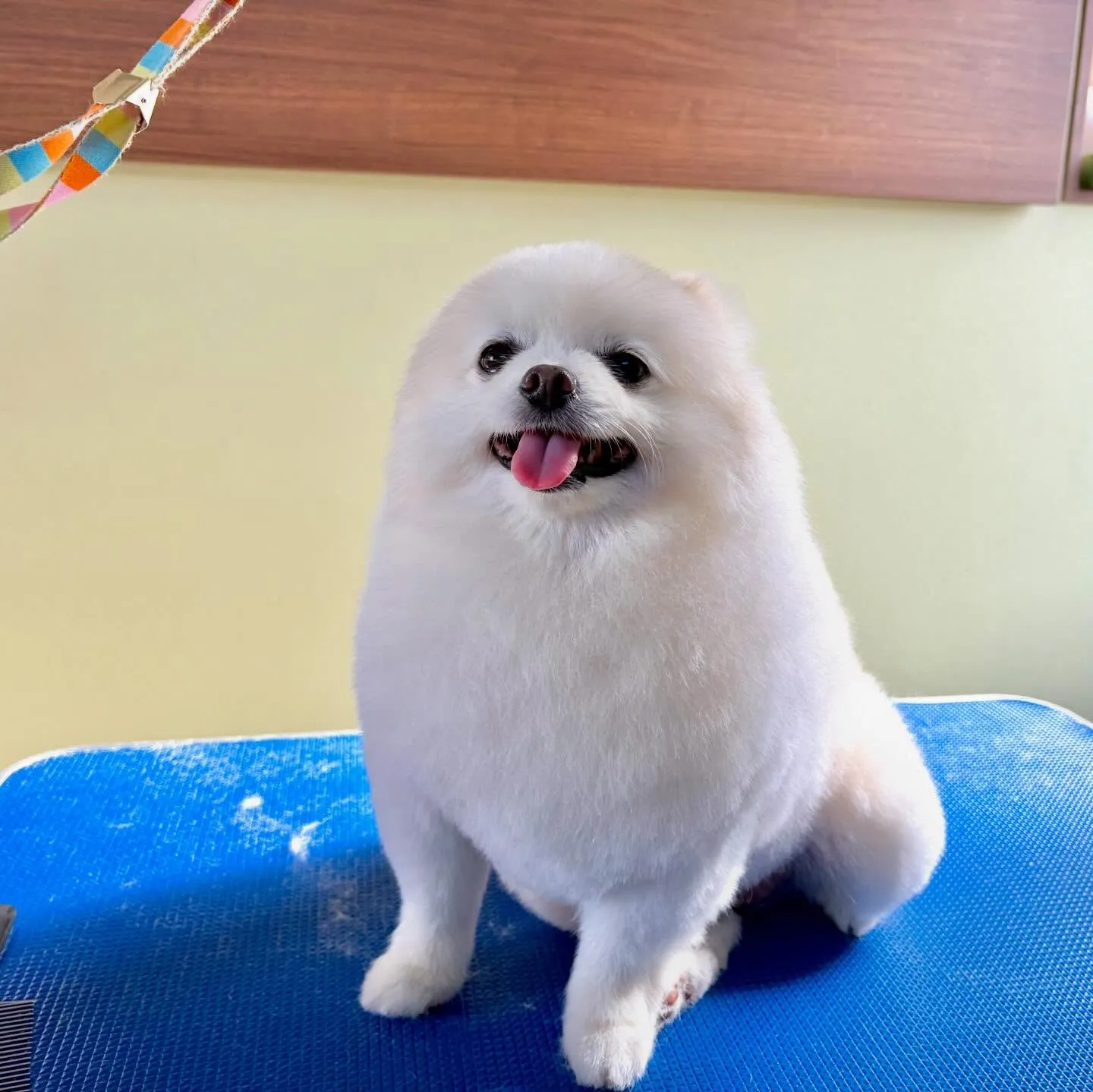 トリミングのセットメニューをご利用頂いたわんこたちです🎶