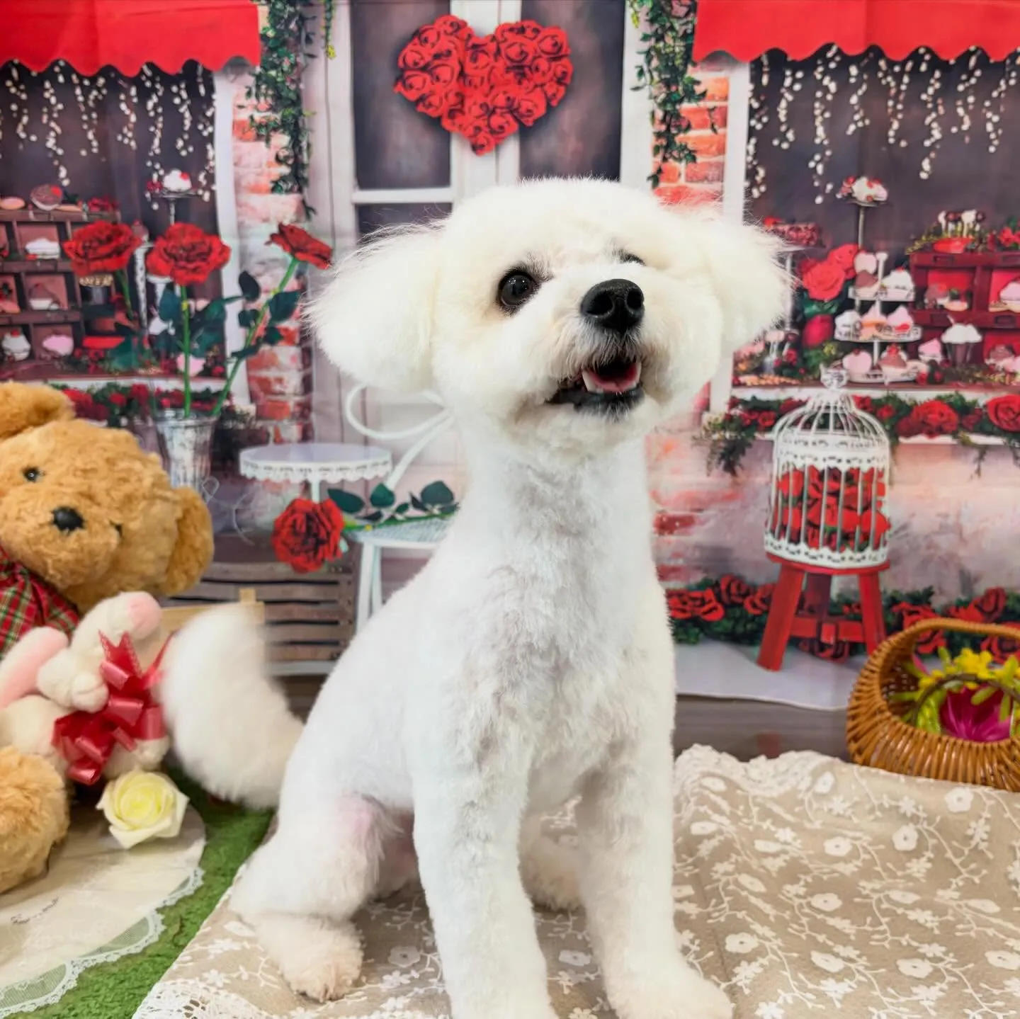 トリミングのセットメニューをご利用頂いたわんこたちです🎶