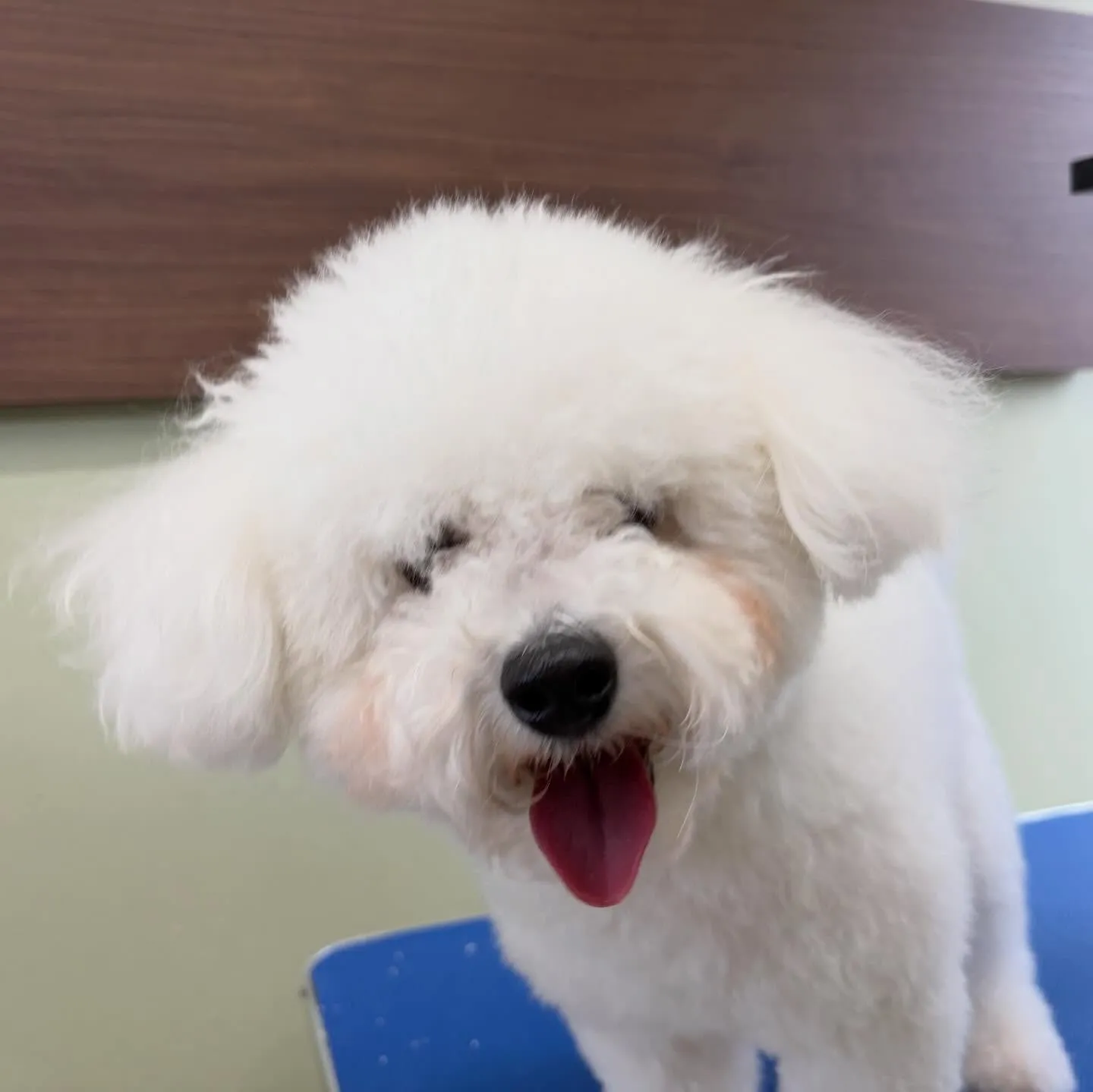 トリミングのセットメニューをご利用頂いたわんこたちです🎶