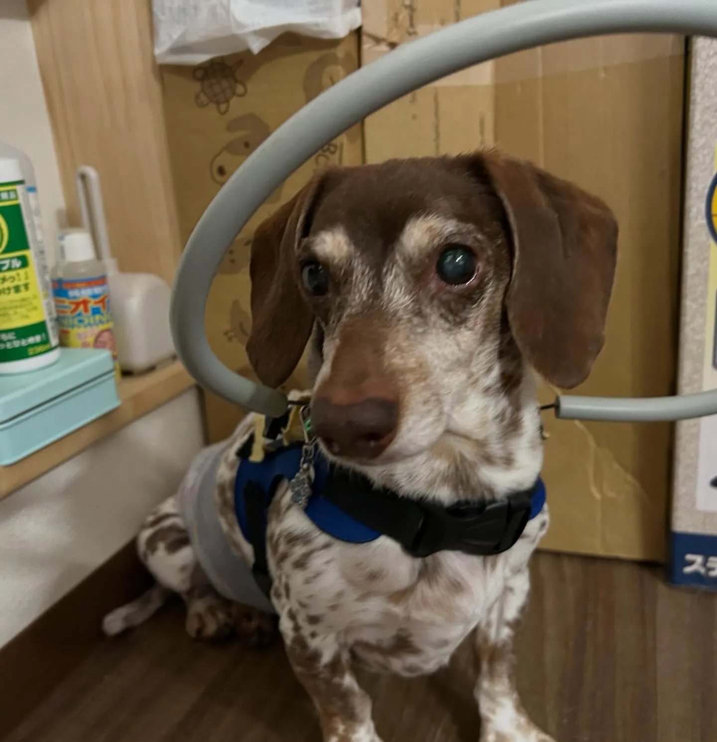 入会してくれたモカくんです😊