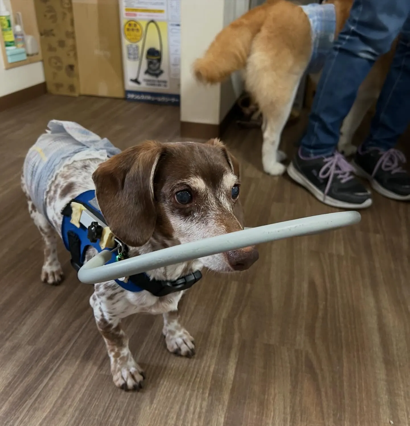 入会してくれたモカくんです😊