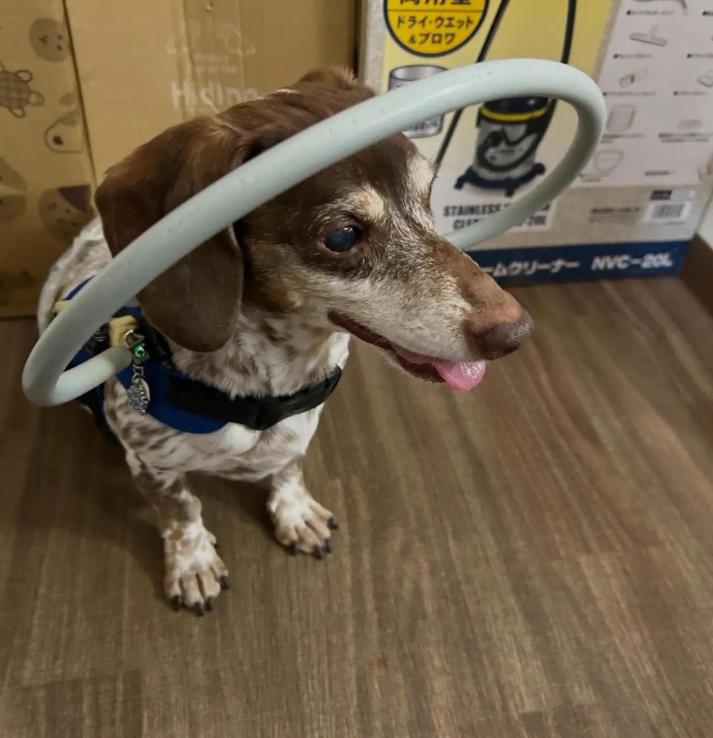 入会してくれたモカくんです😊