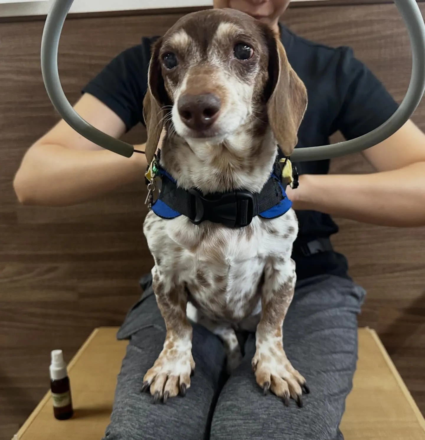 入会してくれたモカくんです😊