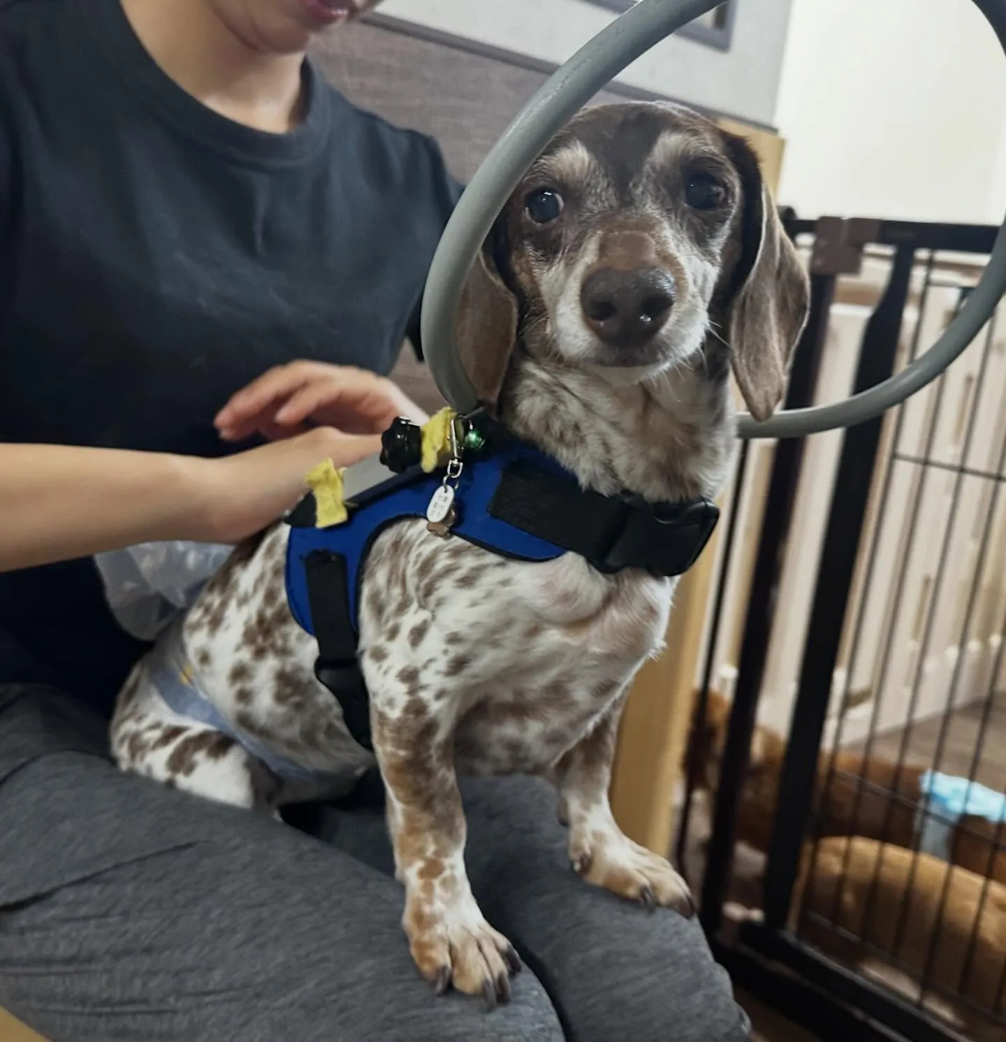 入会してくれたモカくんです😊