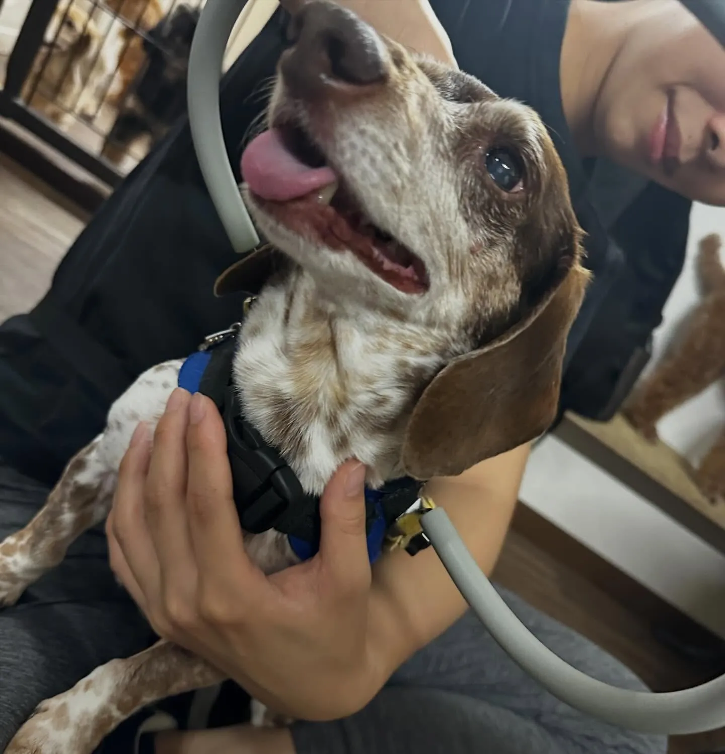 入会してくれたモカくんです😊