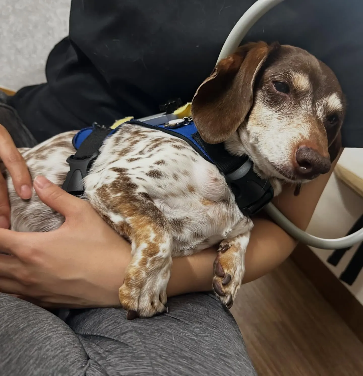 入会してくれたモカくんです😊