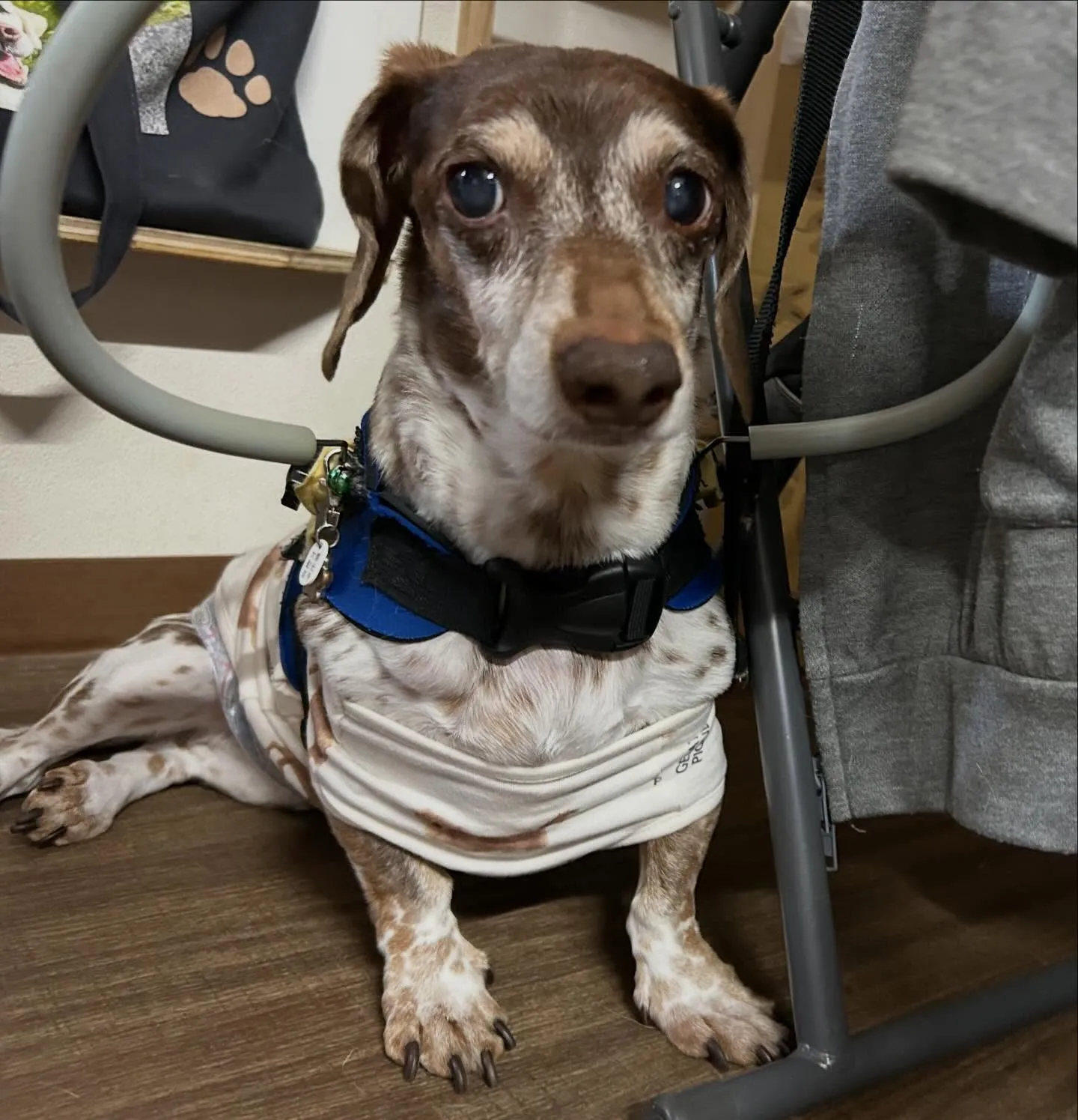 入会してくれたモカくんです😊