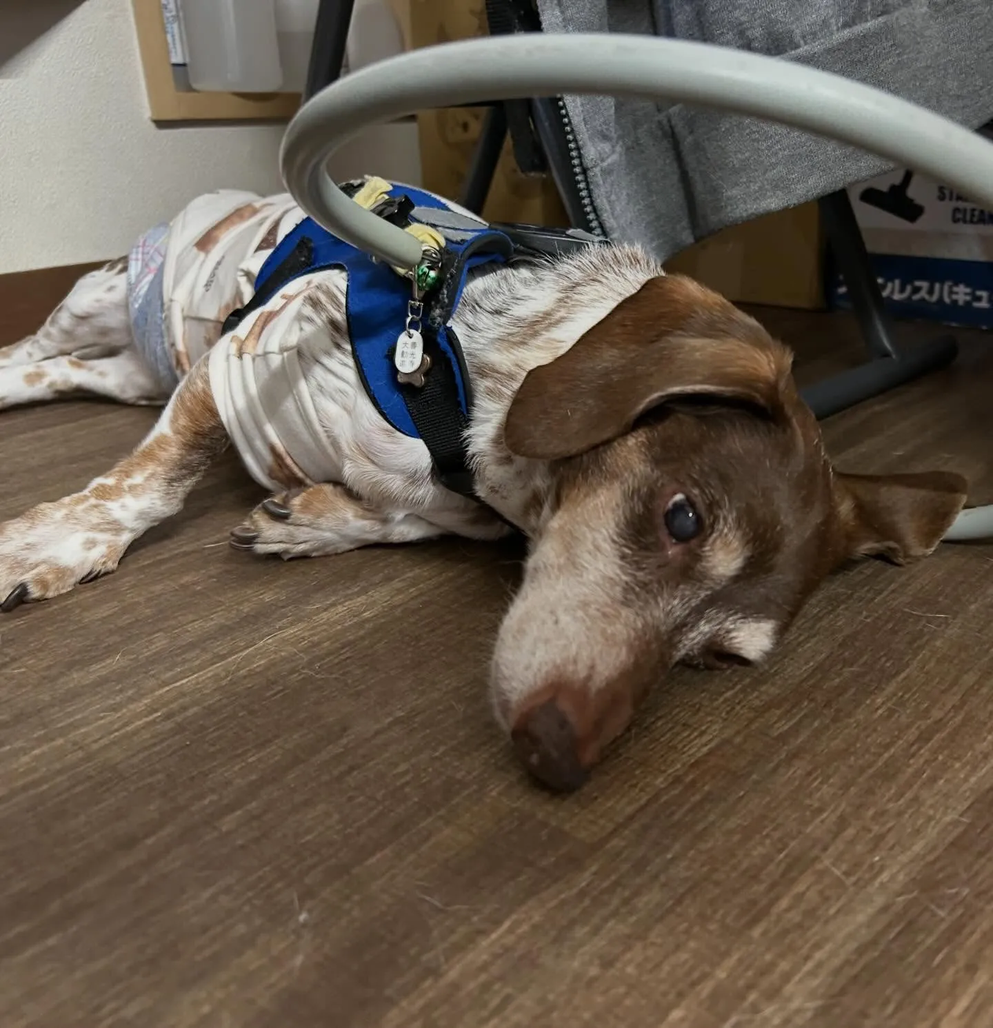 入会してくれたモカくんです😊