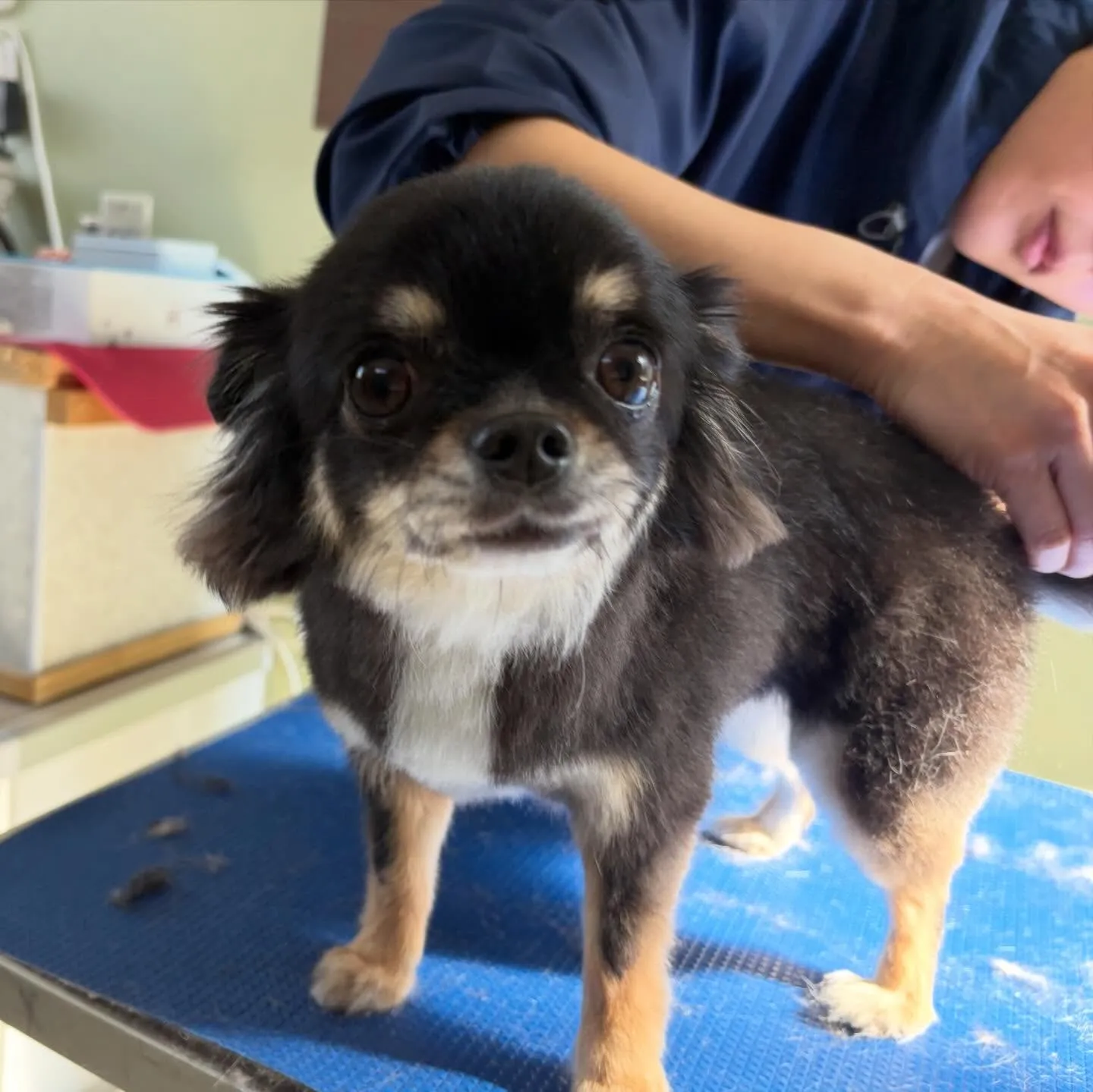 トリミングのセットメニューをご利用頂いたわんこさんです🎶