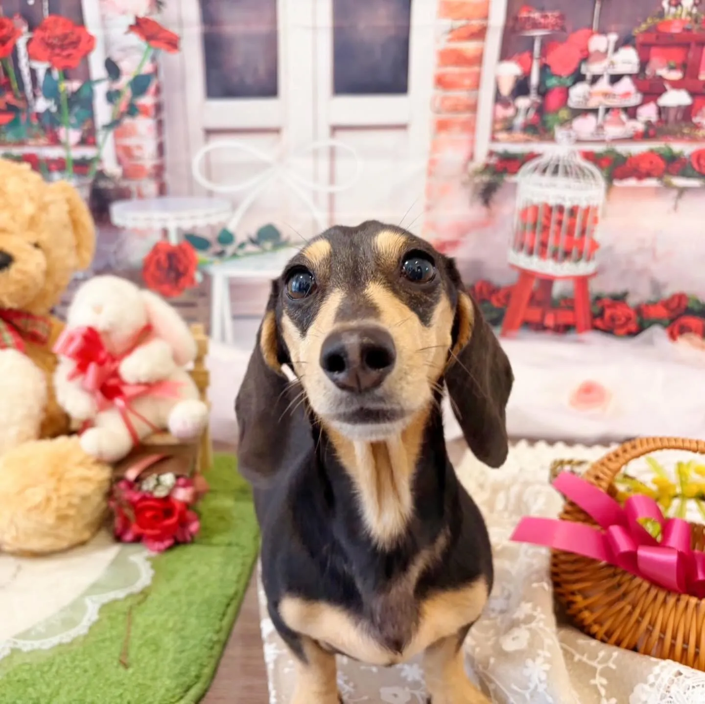 トリミングのセットメニューをご利用頂いたわんこさんです🎶