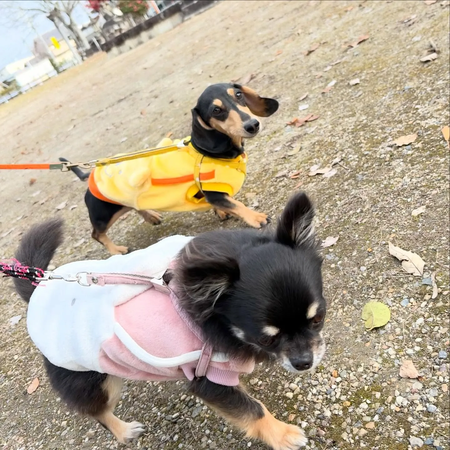 トリミングのセットメニューをご利用頂いたわんこさんです🎶