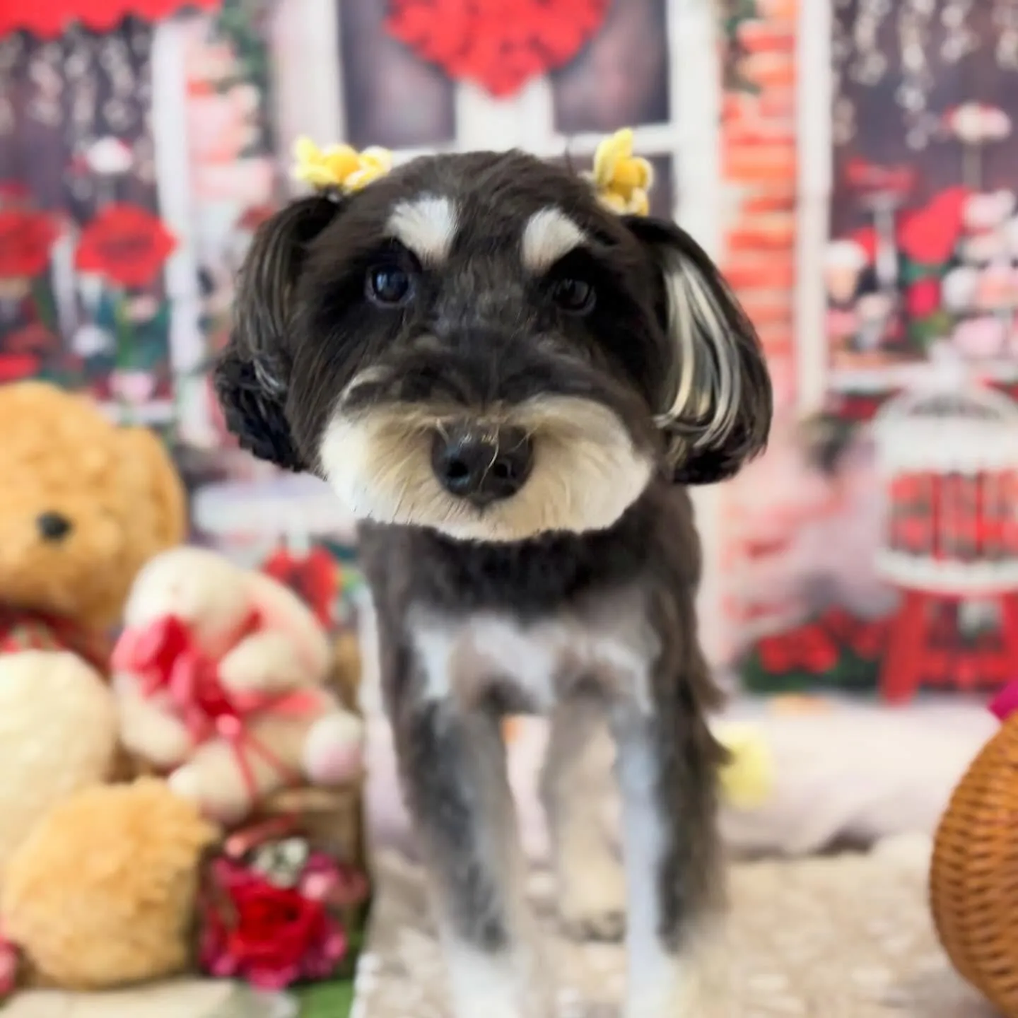 トリミングのセットメニューをご利用頂いたわんこさんです🎶