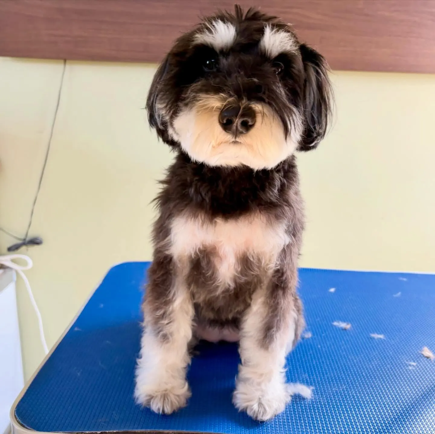 トリミングのセットメニューをご利用頂いたわんこさんです🎶
