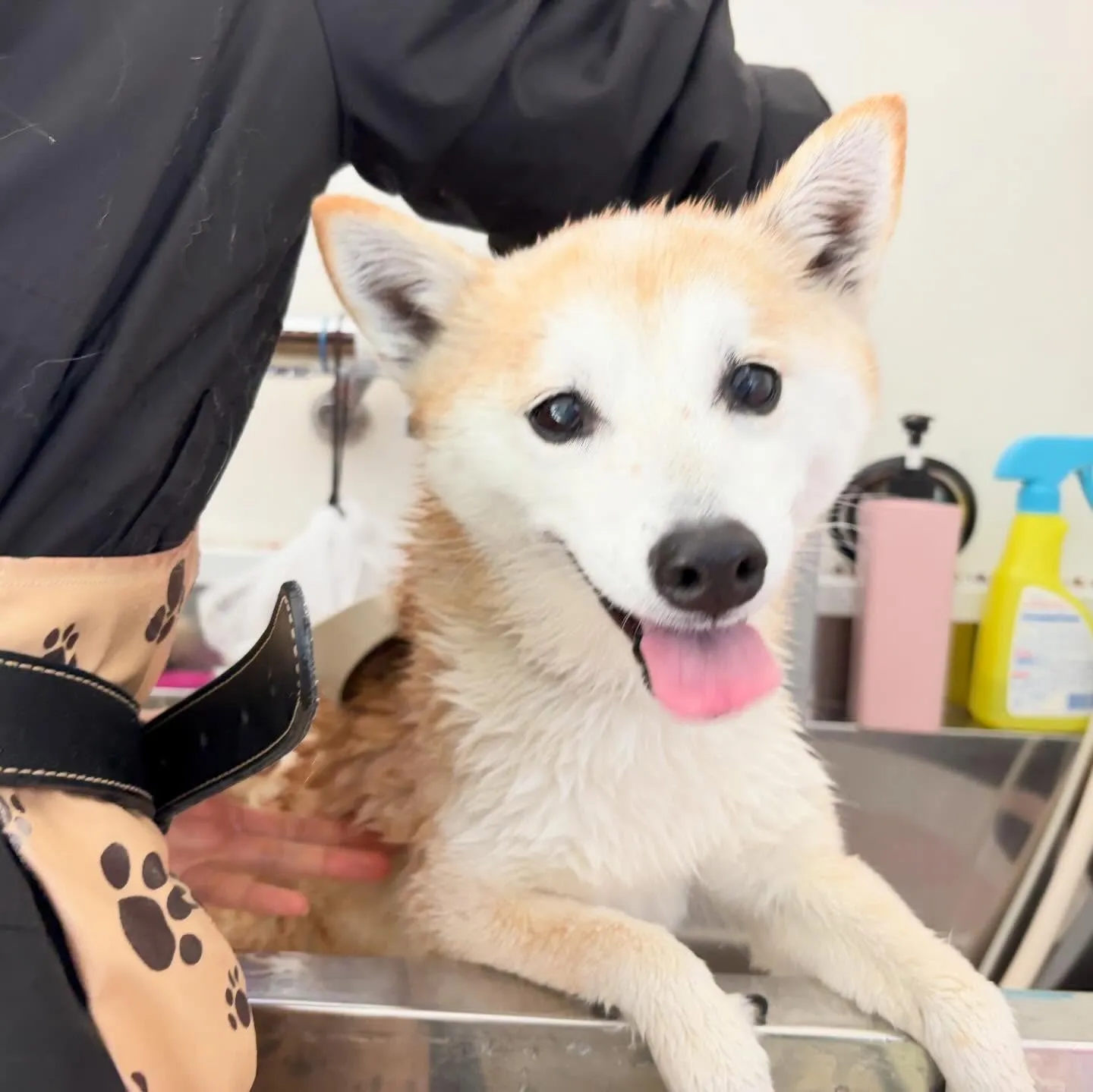 トリミングのセットメニューをご利用頂いたわんこさんです🎶