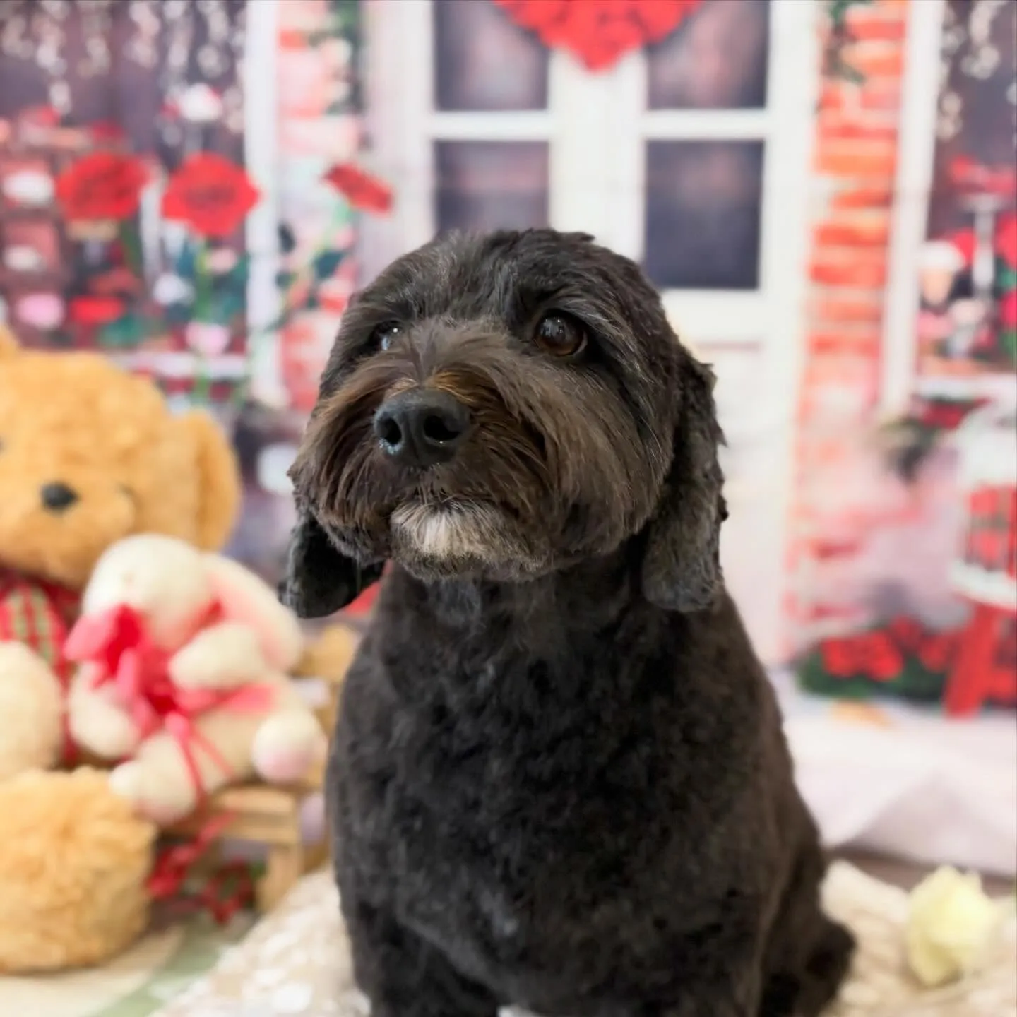 トリミングのセットメニューをご利用頂いたわんこさんです🎶