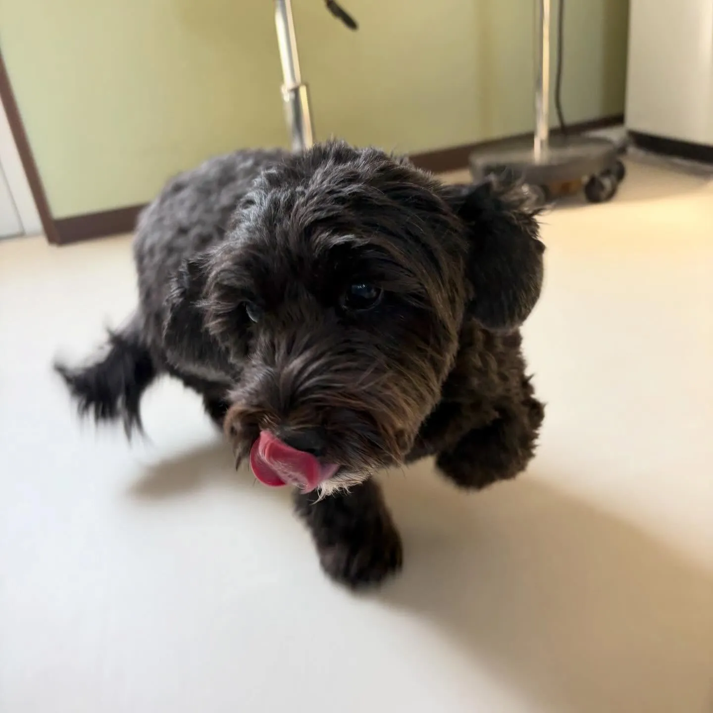 トリミングのセットメニューをご利用頂いたわんこさんです🎶