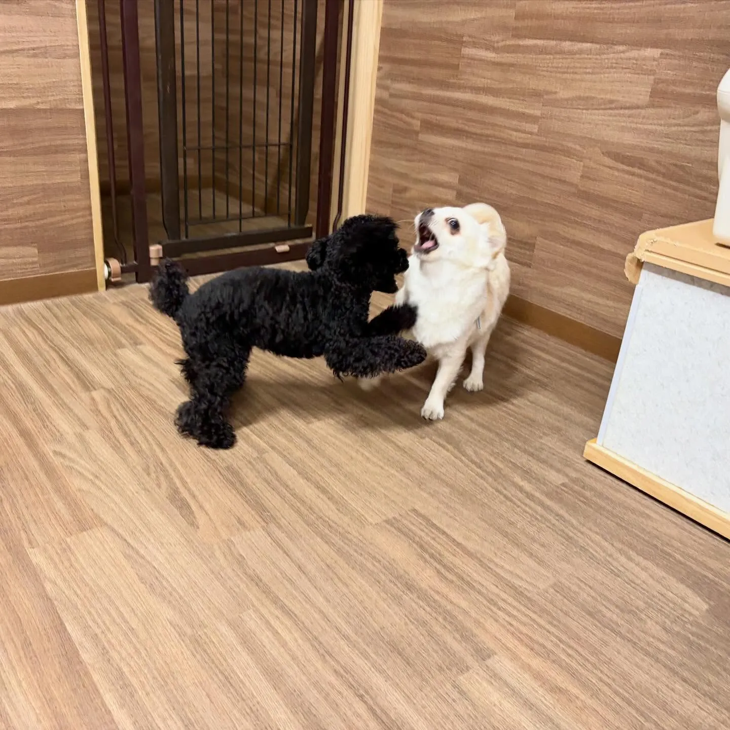 入会してくれたソラくんです❣️