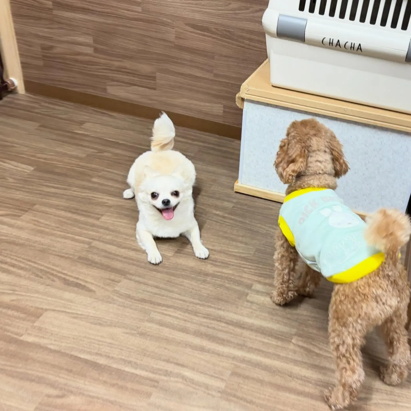 入会してくれたソラくんです❣️