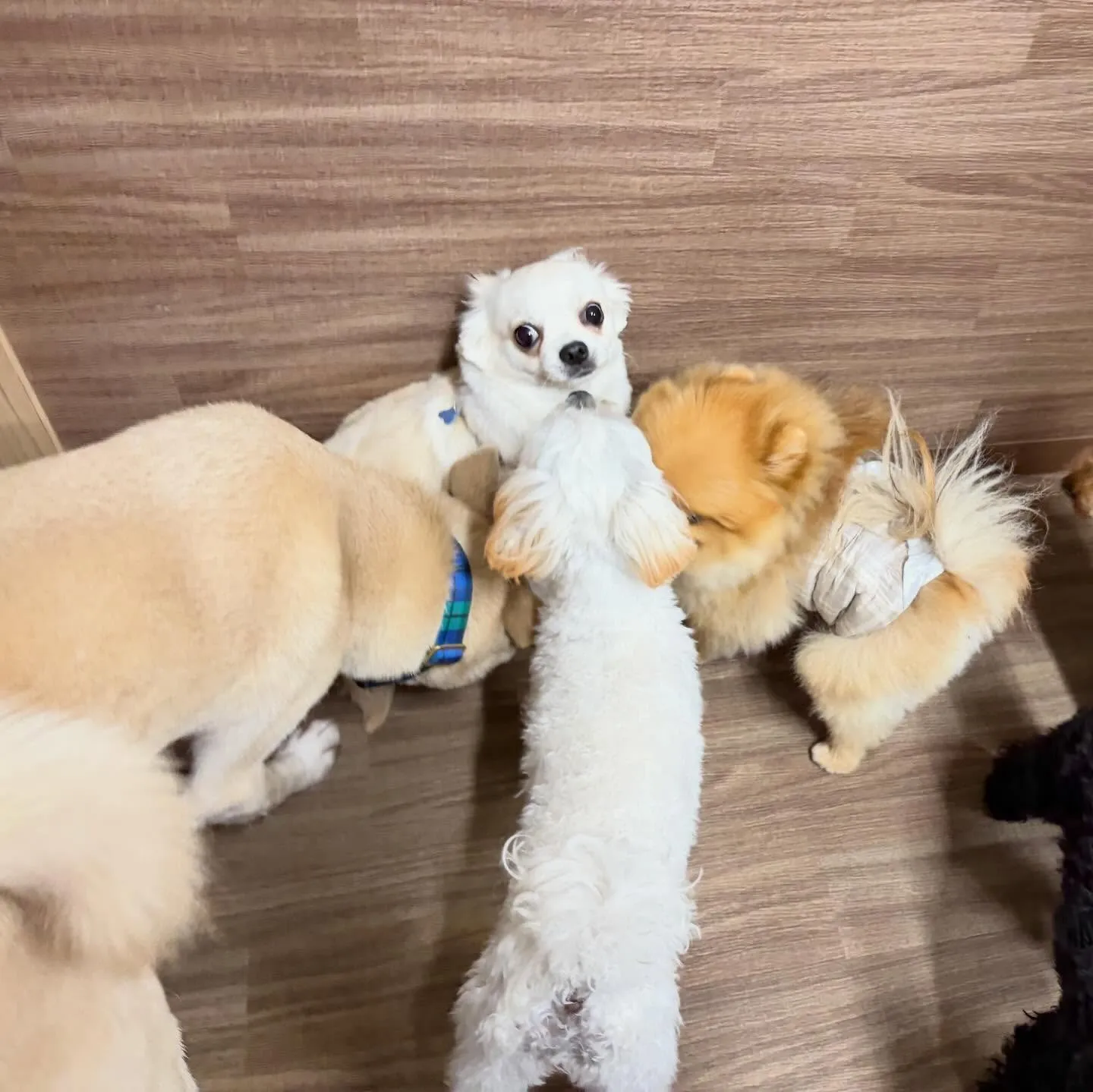 入会してくれたソラくんです❣️