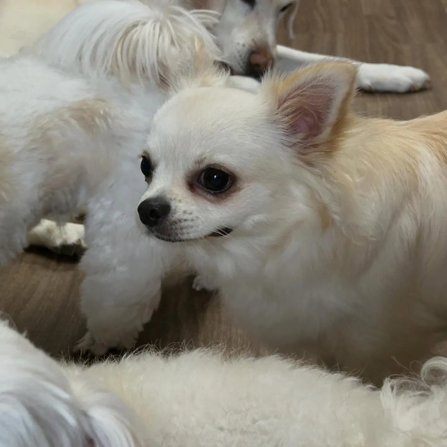 入会してくれたソラくんです❣️