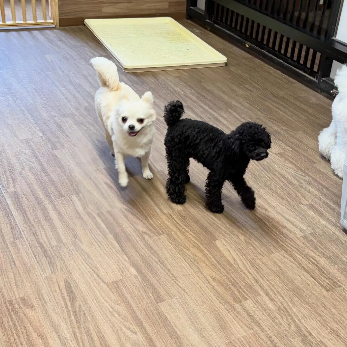 入会してくれたソラくんです❣️