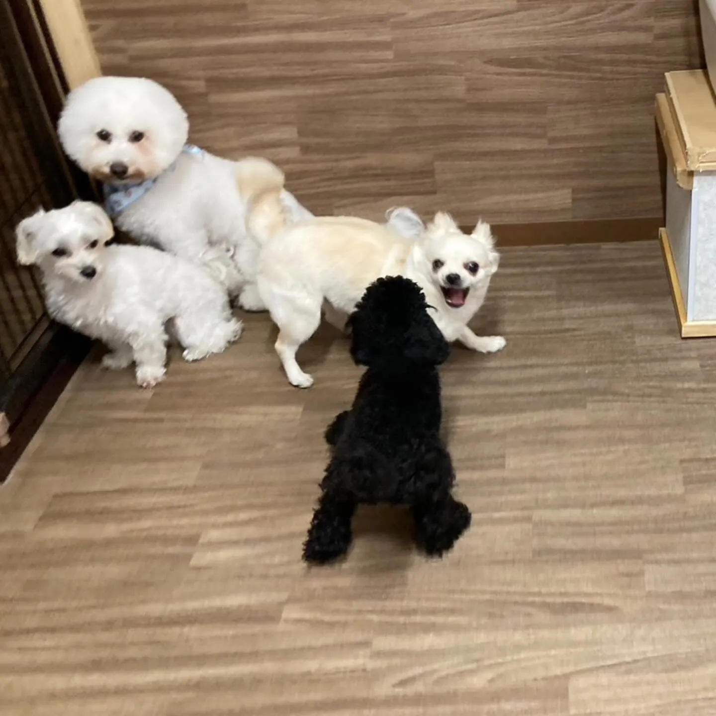 入会してくれたソラくんです❣️